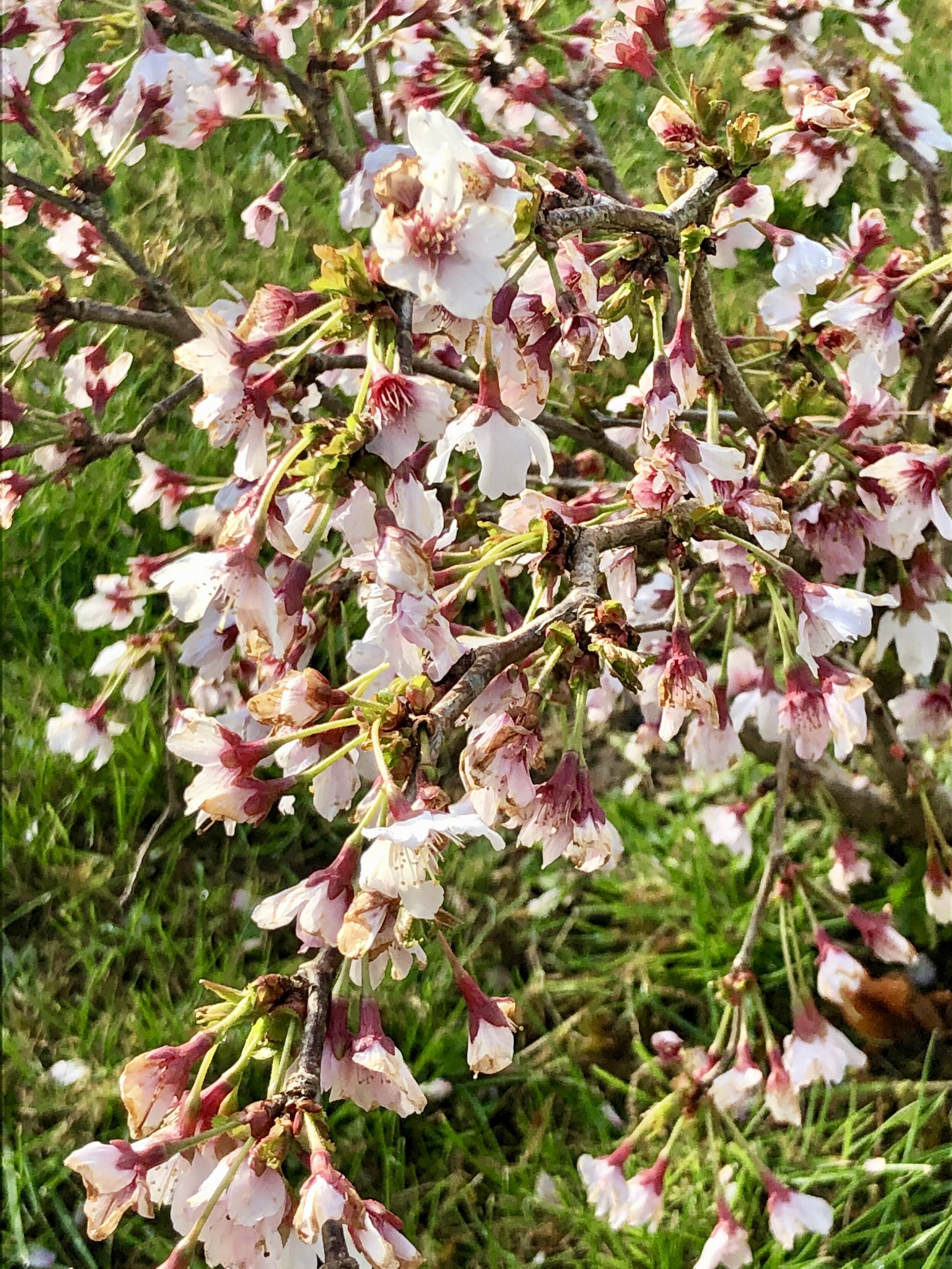 Prunus Incisa "Kojo-no-mai"