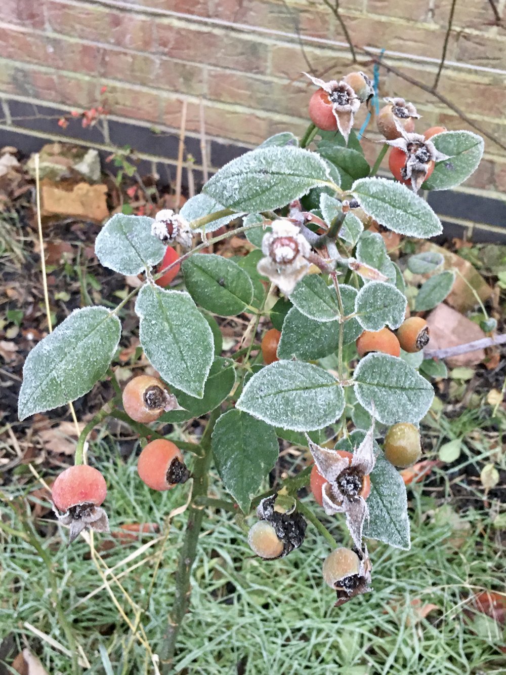 Frosted rose hips