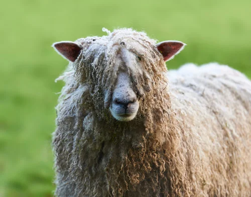 Taunton BID are “pulling the wool over our eyes” by saying consultation is now open “to consider having” a BID.