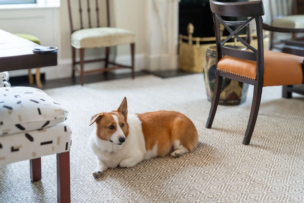 Corgi resting beside the fireplace in the Sutton Place living room designed by RI Architecture