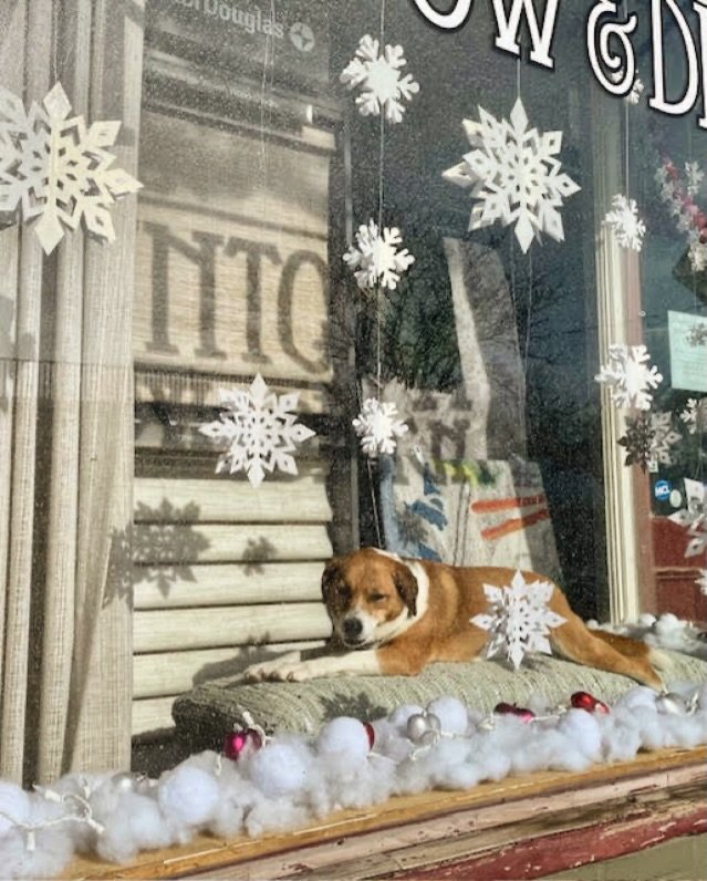 💘🐶 A Valentine&rsquo;s week visitor we absolutely loved having in the shop!

Camilla claimed her favorite spot by the window, stretched out, and soaked up every warm ray while her person, our installer, Cliff, made some updates to our sample walls.