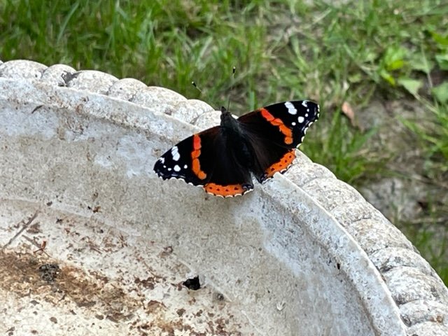 Butterfly on birdbath