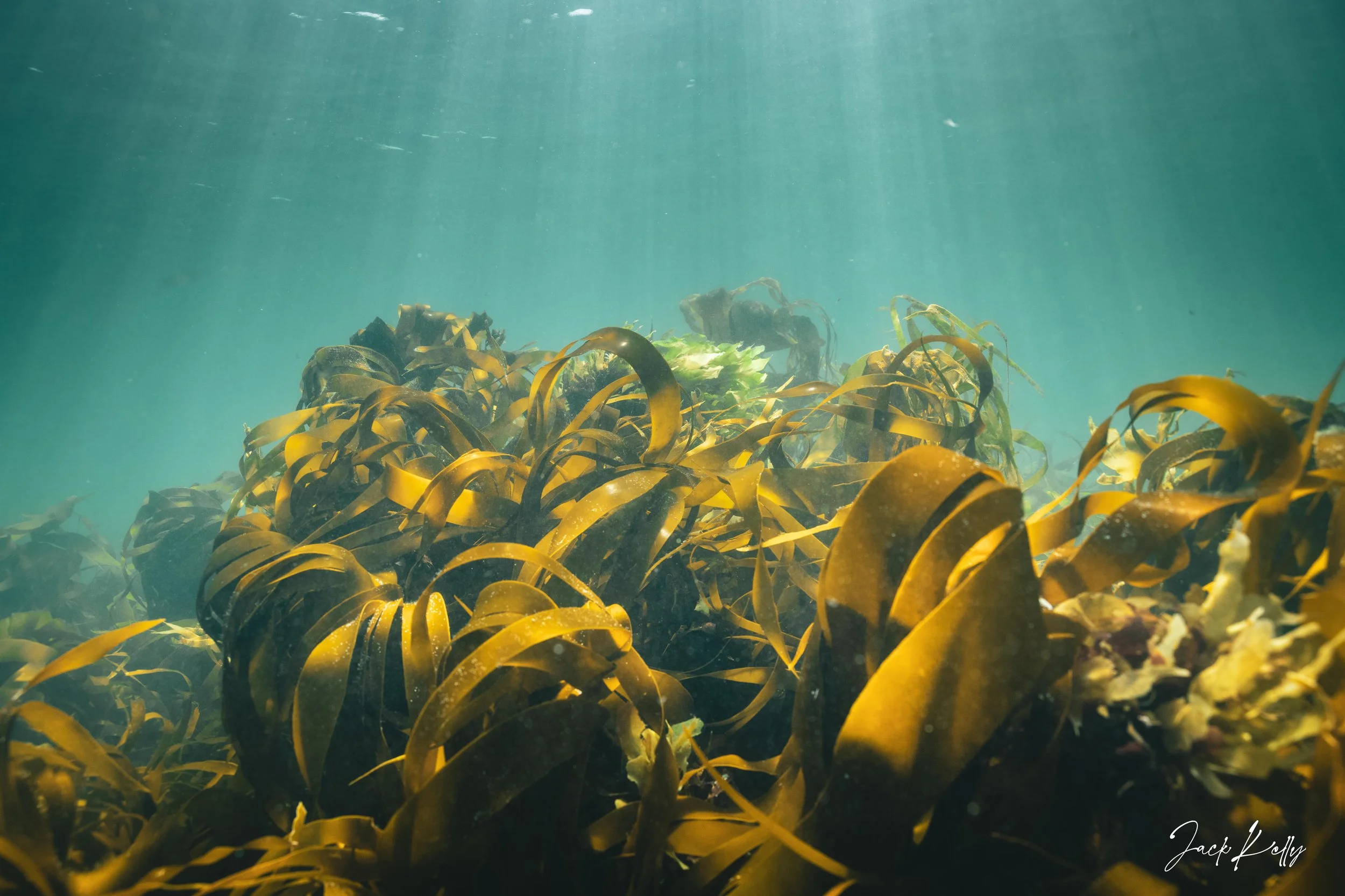 kelp small.jpg