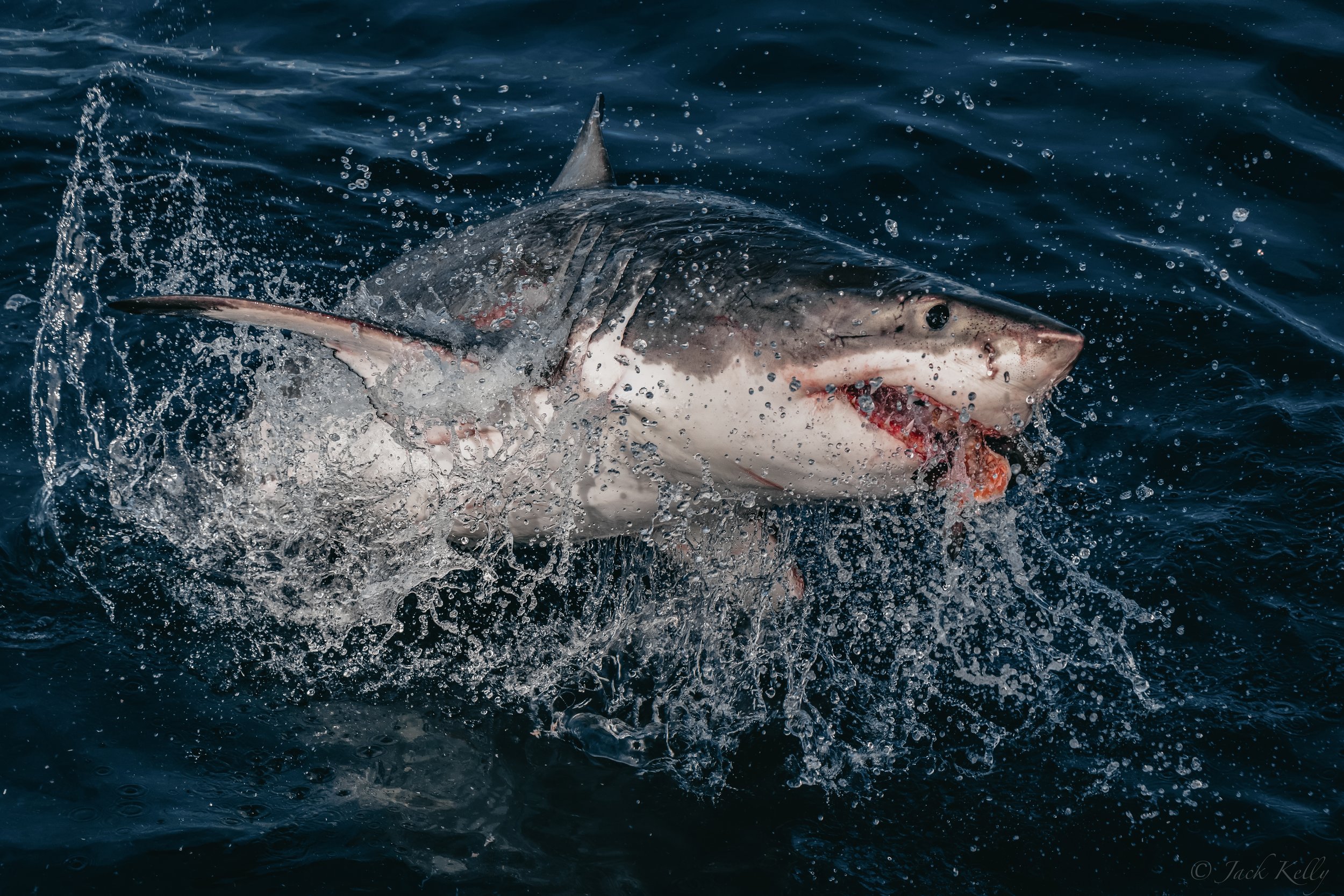 natural shark.jpg