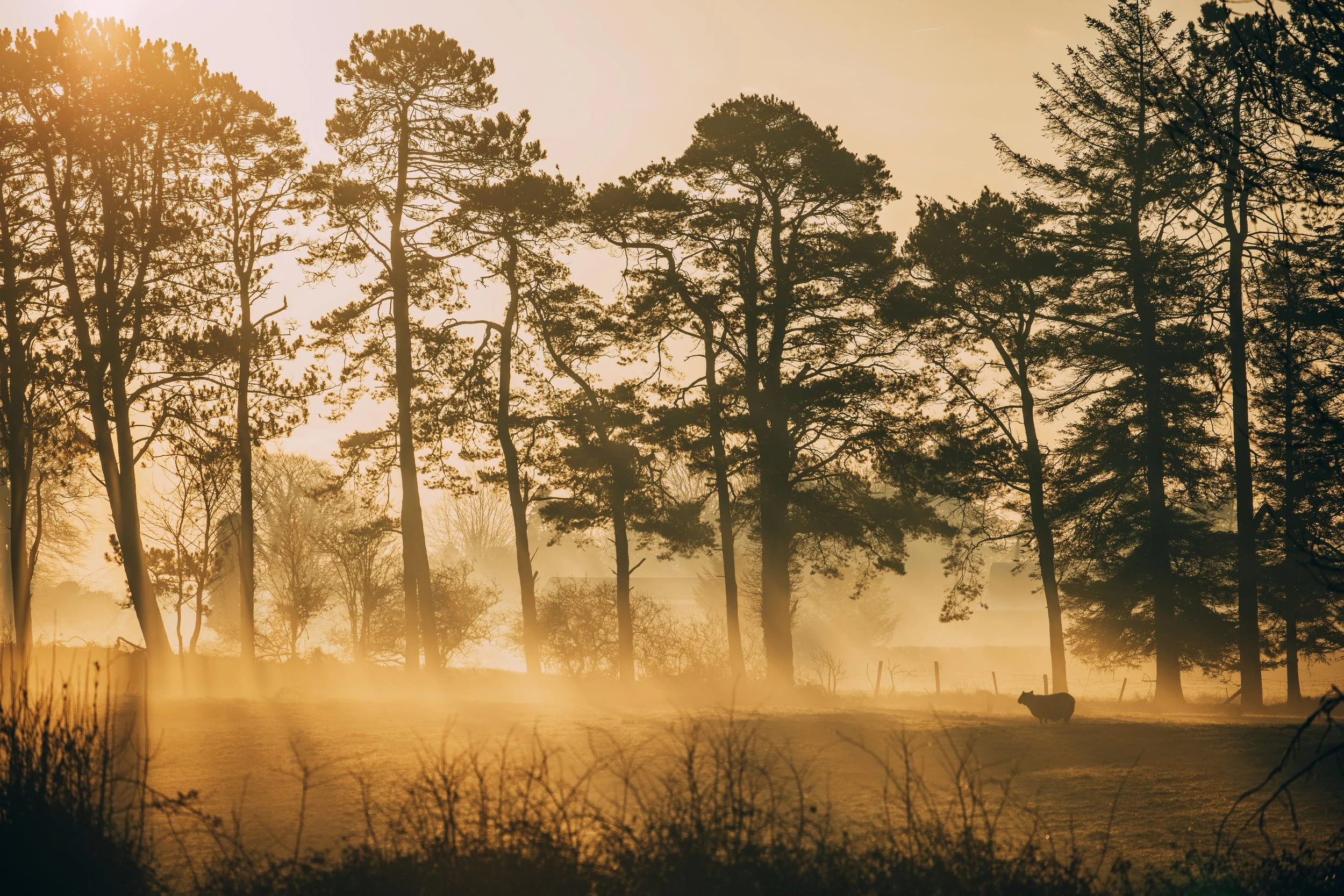 surise field small-2.jpg