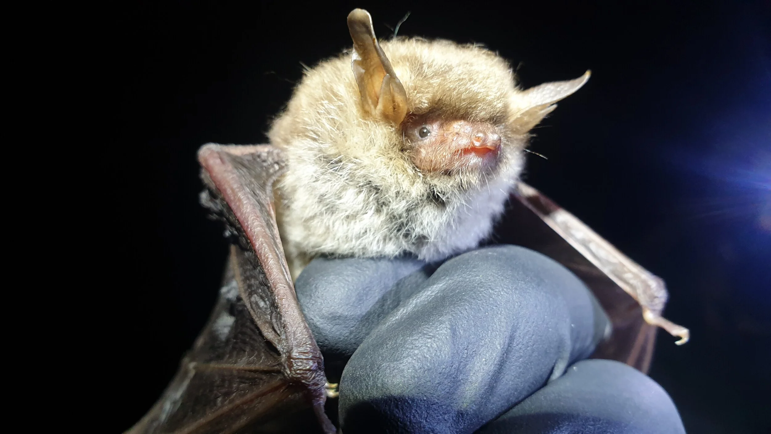 Natterer's bat (Myotis nattereri)