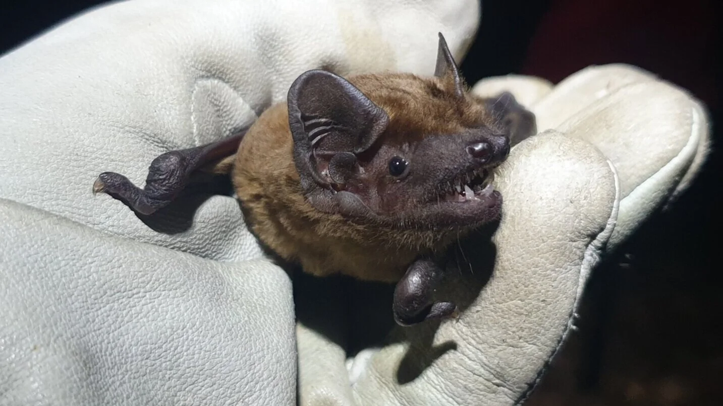 Noctule (Nyctalus noctula)