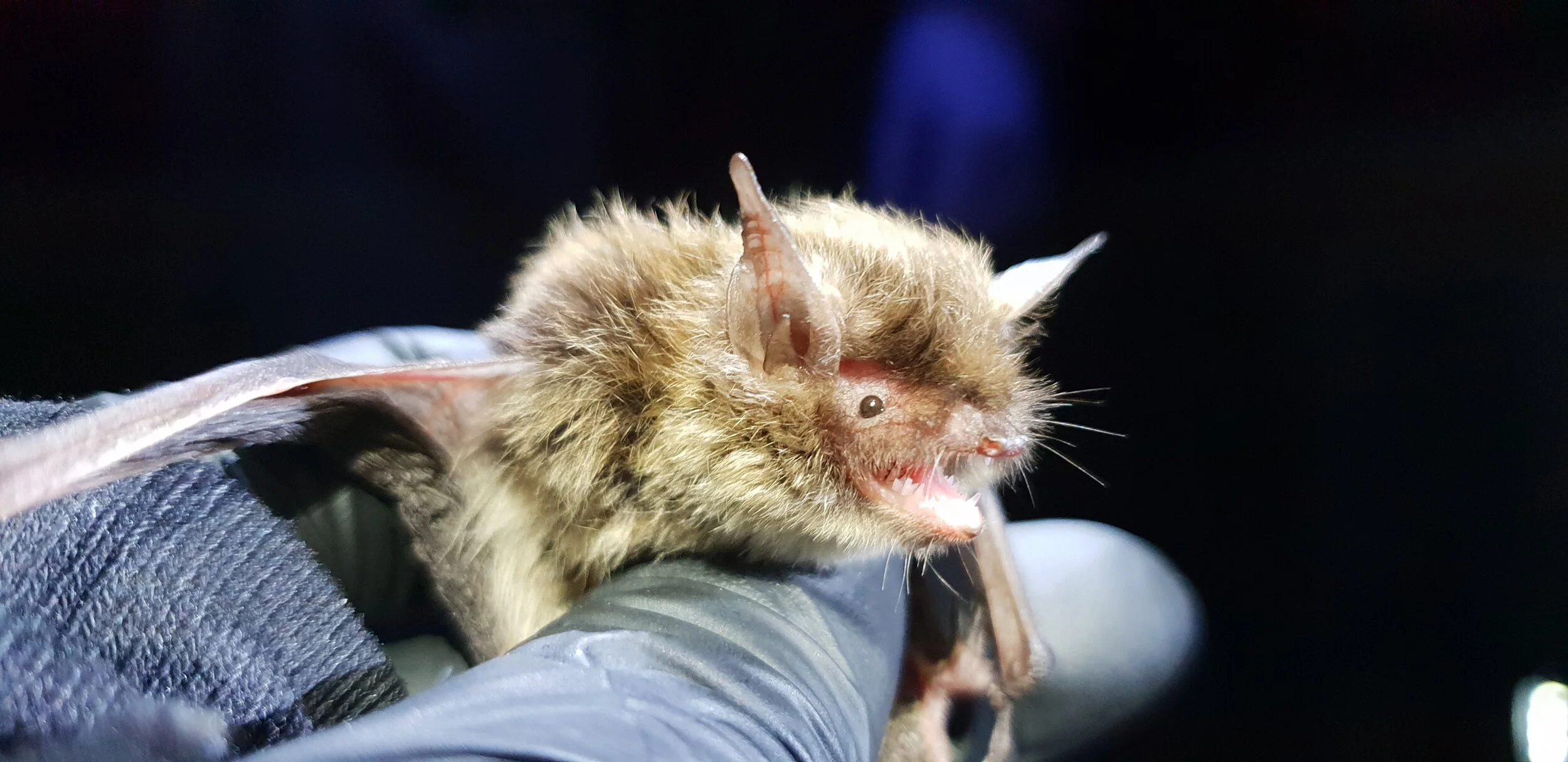Brandt's bat (Myotis brandtii)