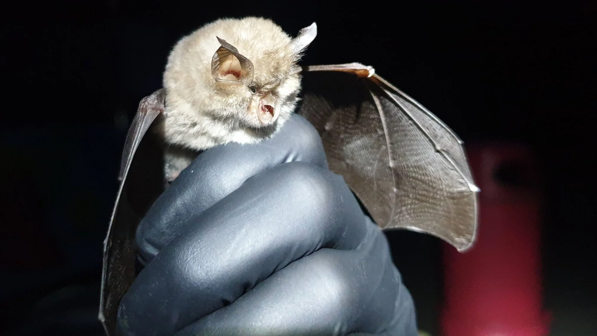Lesser horseshoe (Rhinolophus hipposideros)