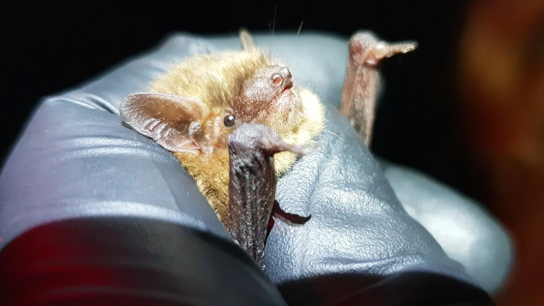 Soprano pipistrelle (Pipistrellus pygmaeus)