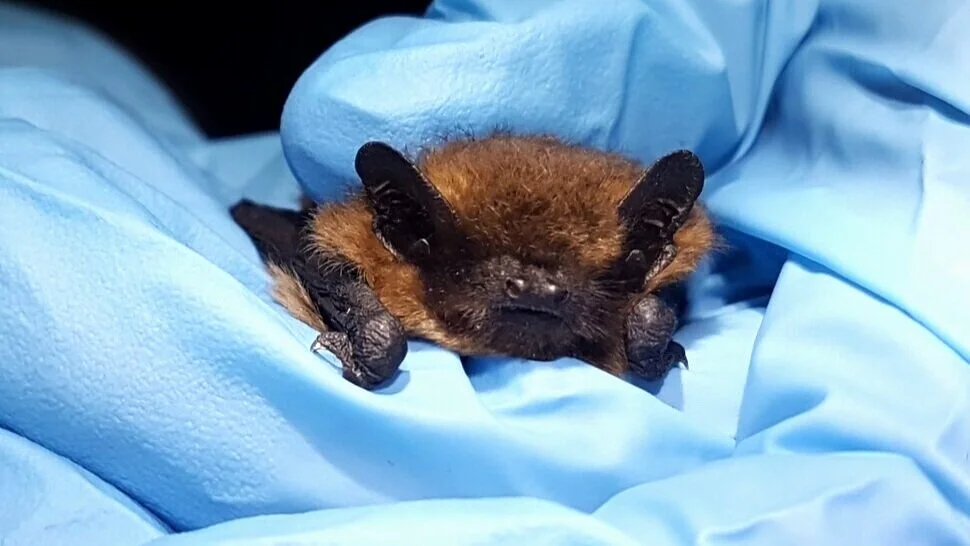 Common pipistrelle (Pipistrellus pipistrellus)