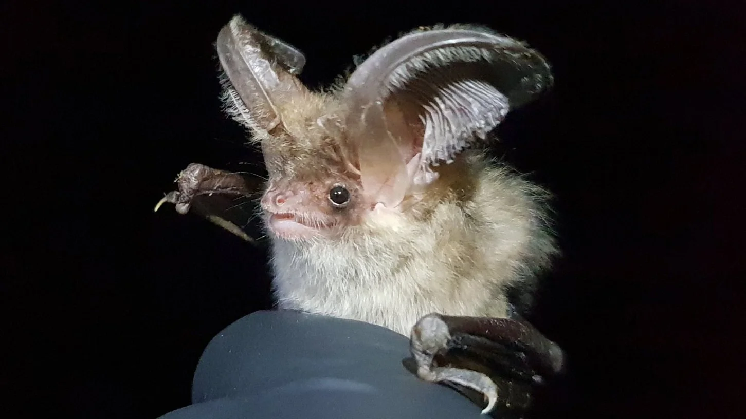 Brown long-eared bat (Plecotus auritus)