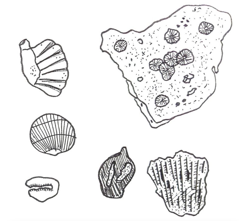 Drawing Indonesia: beach finds