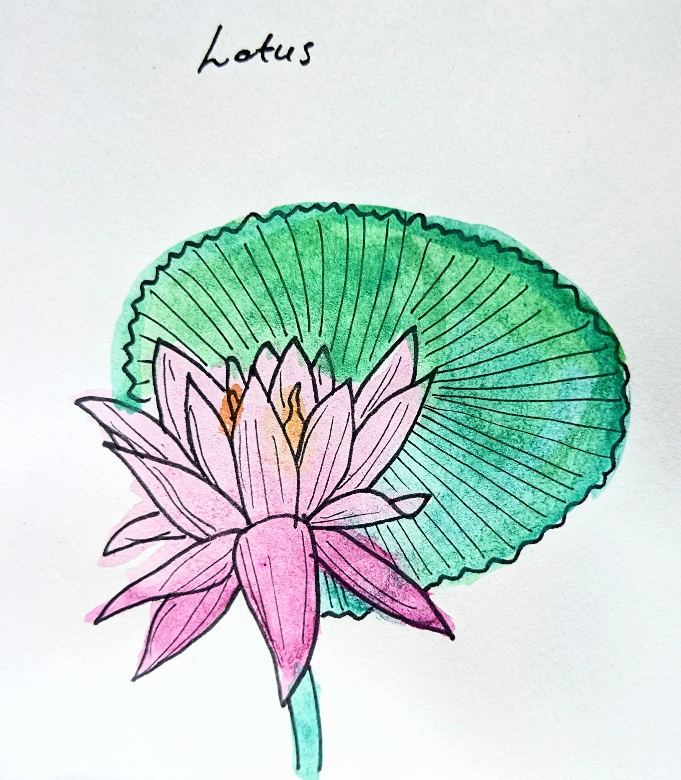 Drawing Indonesia: local flowers