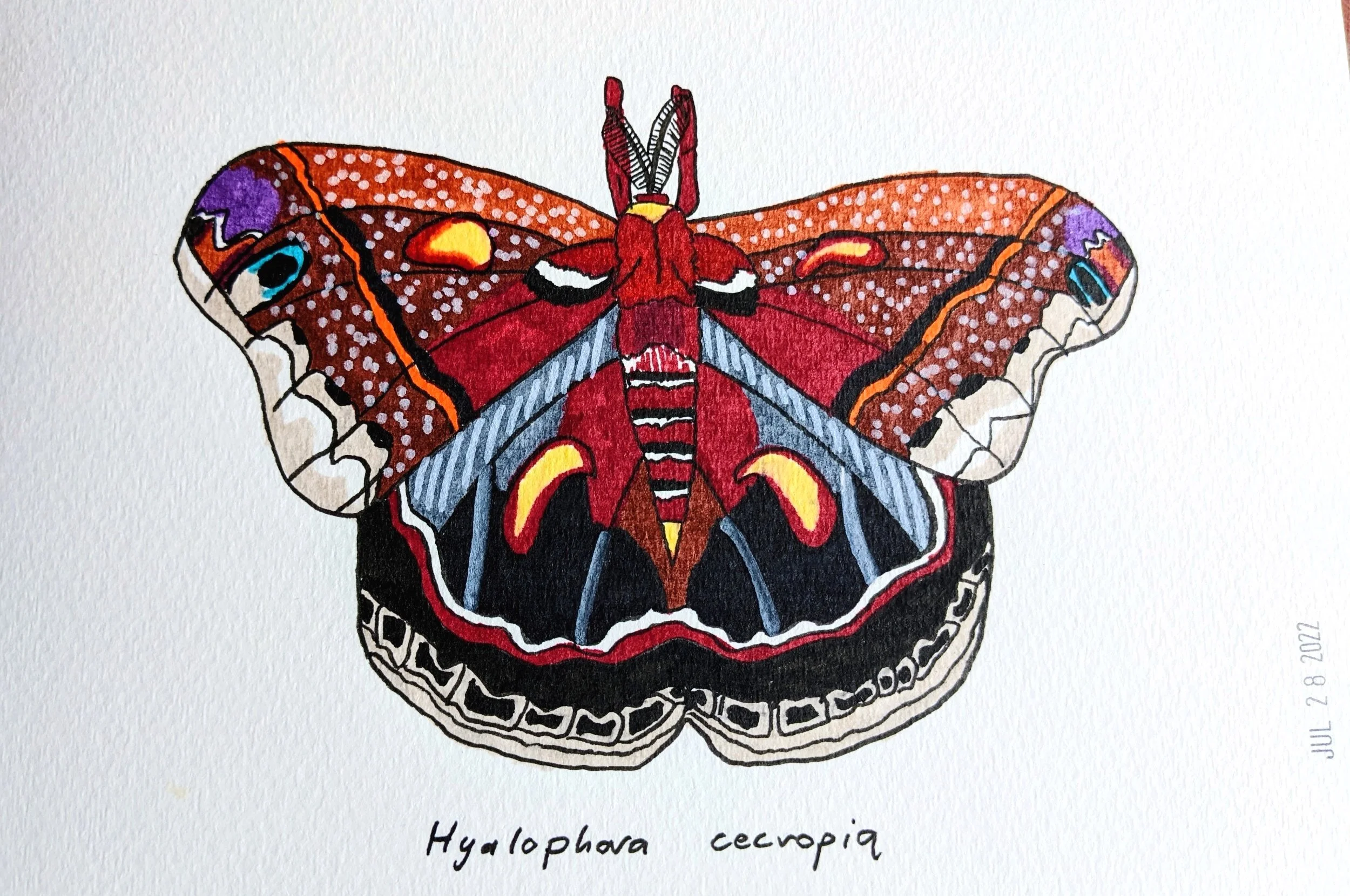 Live drawing with Sketchbook Skool: National Moth Week