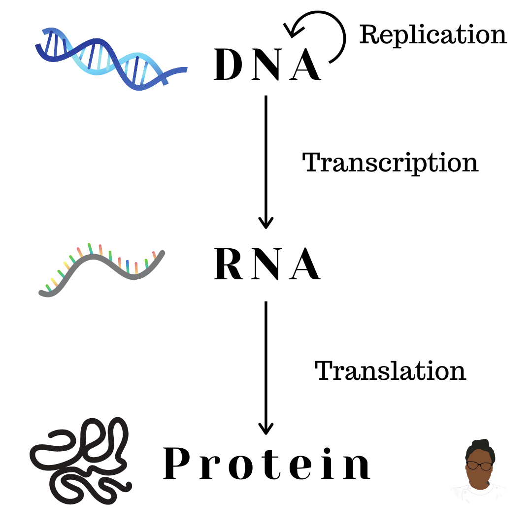 A Brief Introduction To The Wonders Of Molecular Biology Dr Julia Morris