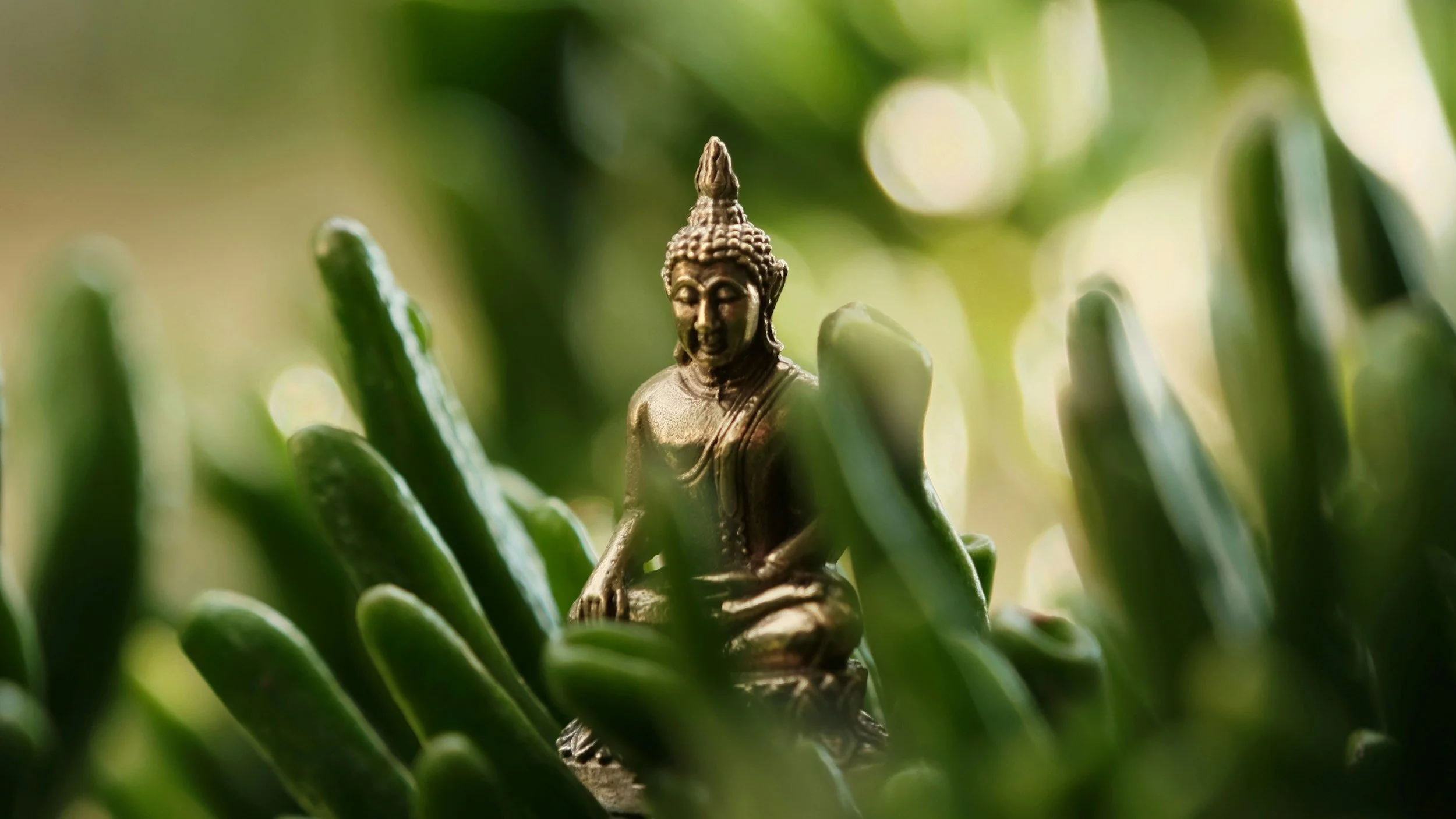 Meditation &amp; Personal Growth 