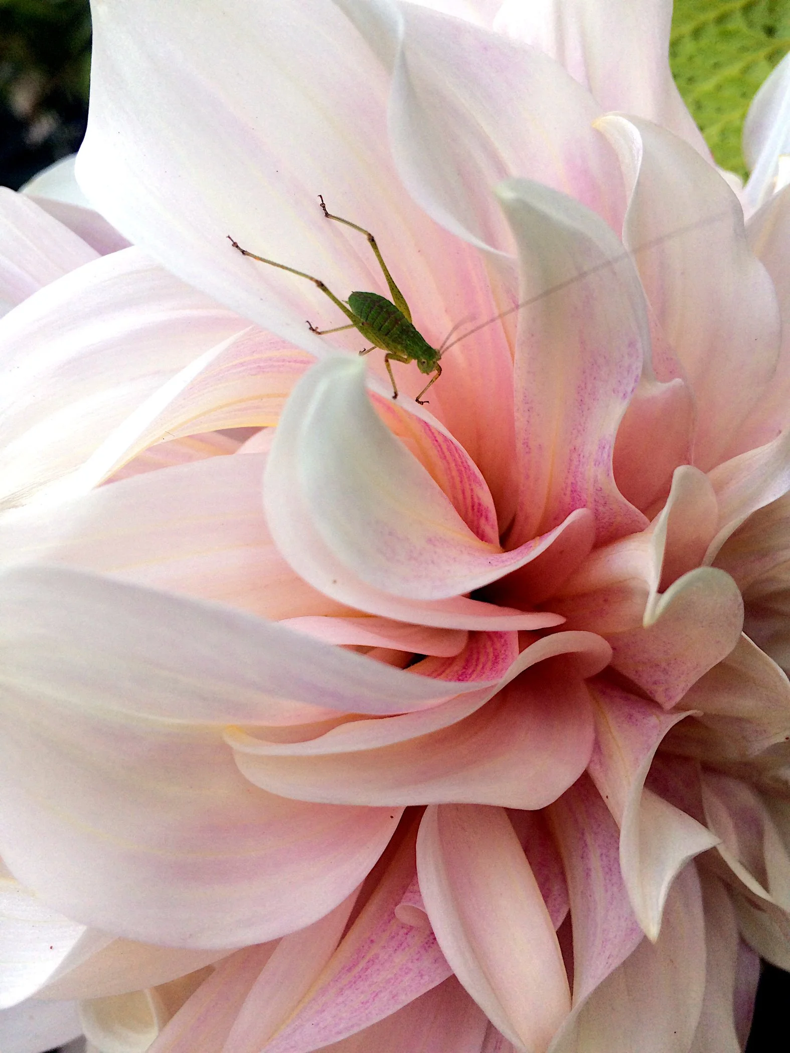 Visitor by Tori Jones