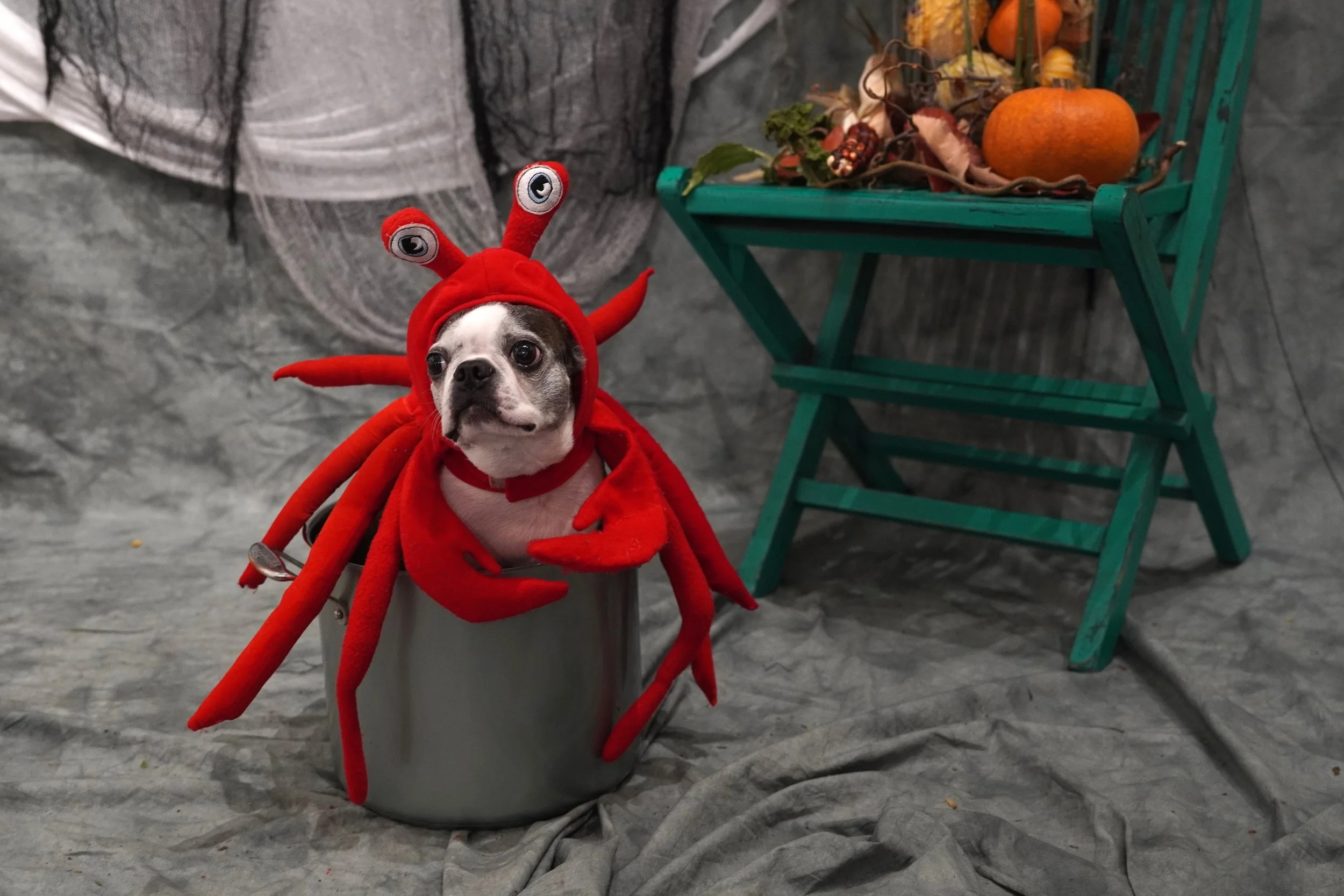 Vinnie, the Crab, Winner of Cutest Costume!