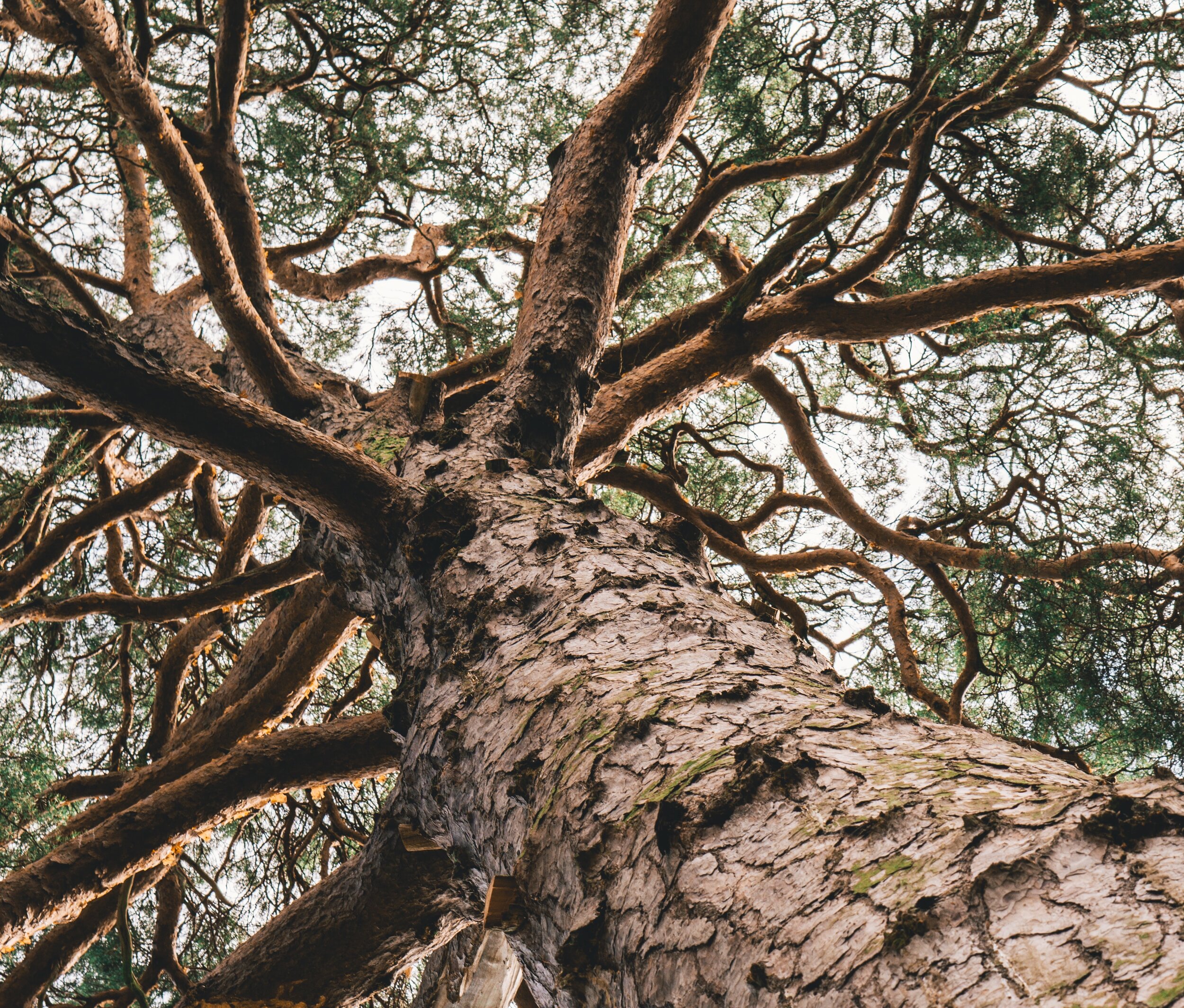 What the Tree Saw
