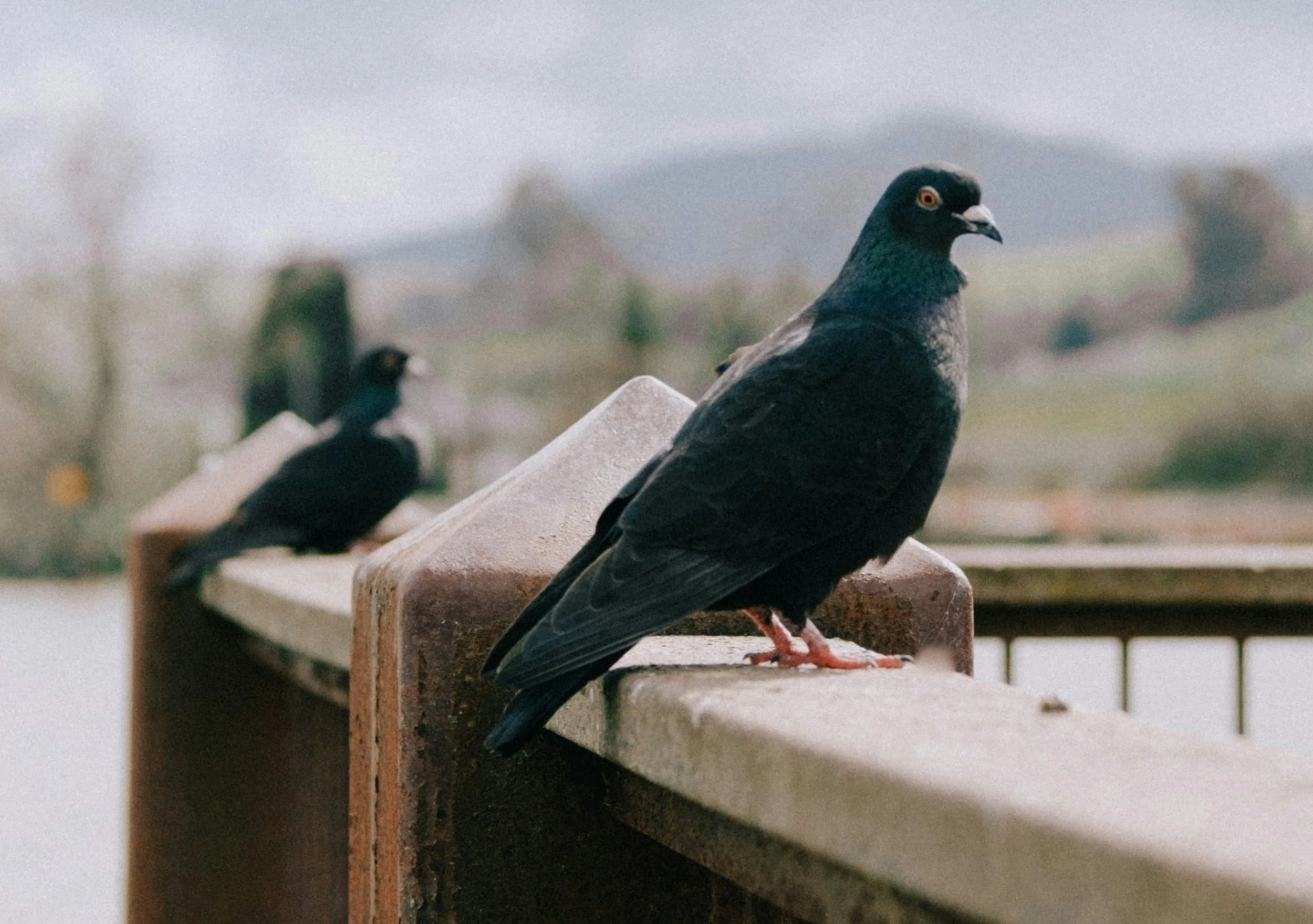pigeons on my windowsill