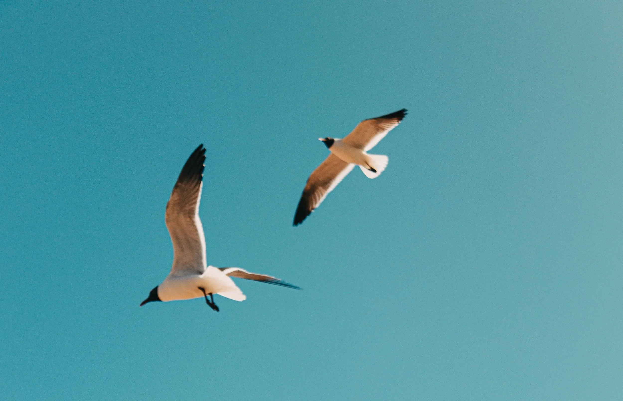 Poised For Flight