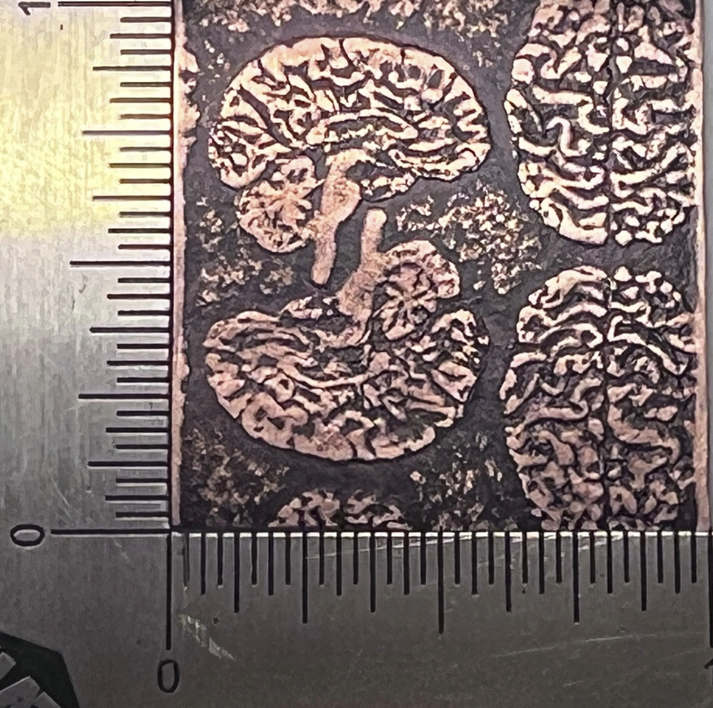 Textured Paper, Anatomical Brains