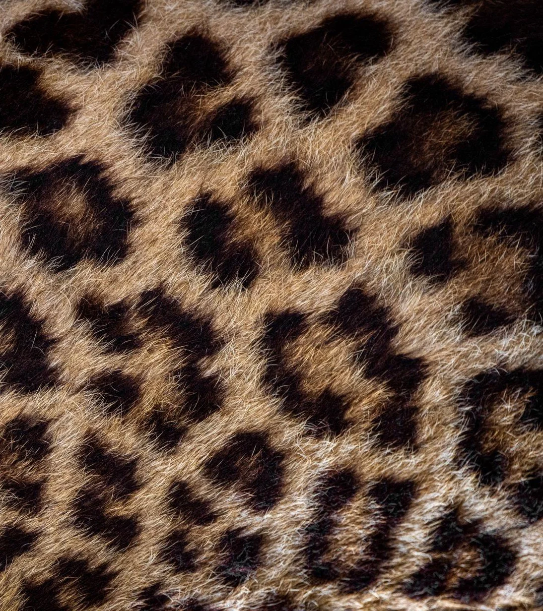 Close-up of leopard fur showing a pattern of dark spots and rosettes on a tan background.