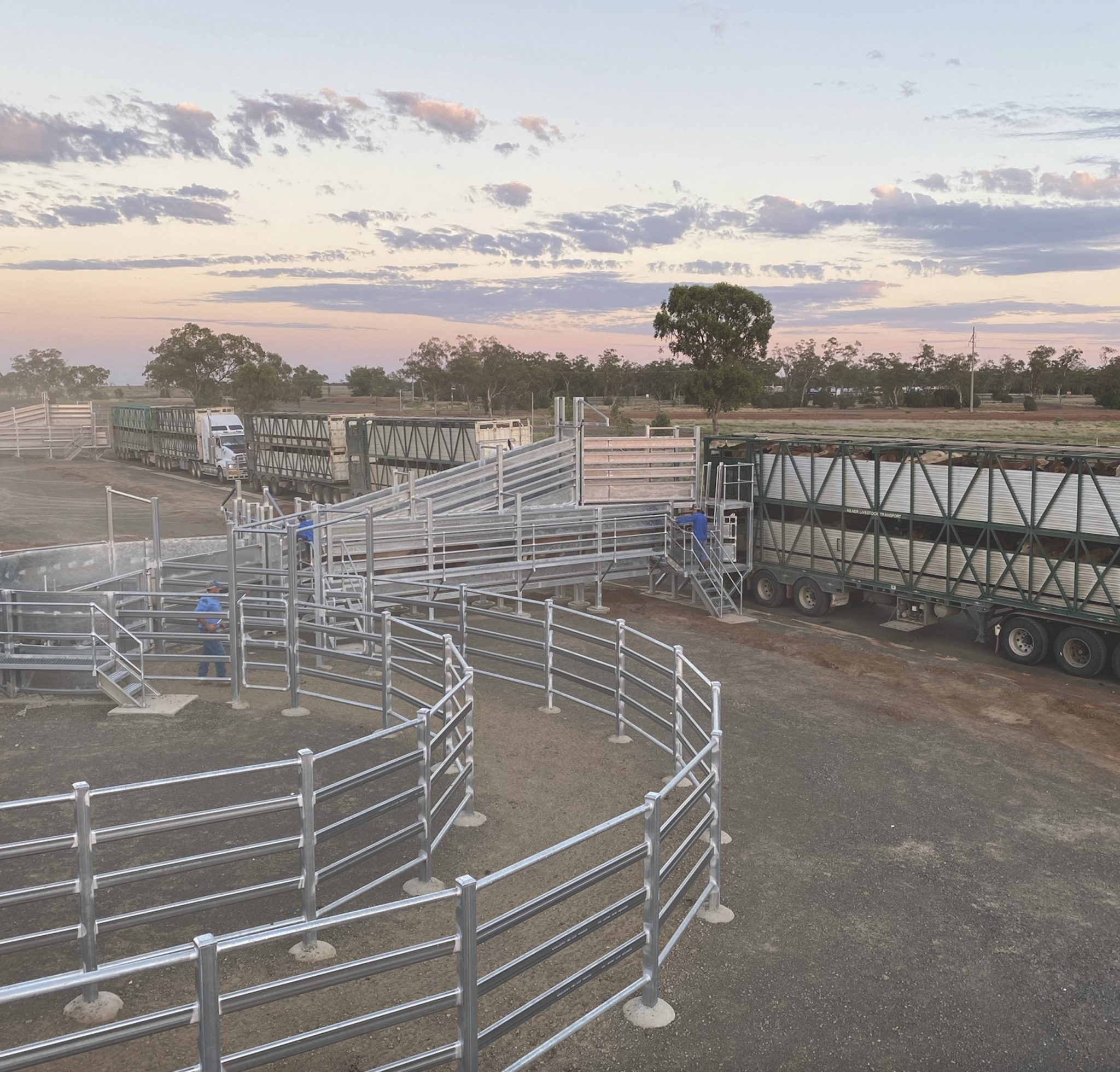 Rail and road combine for cattle supply chains