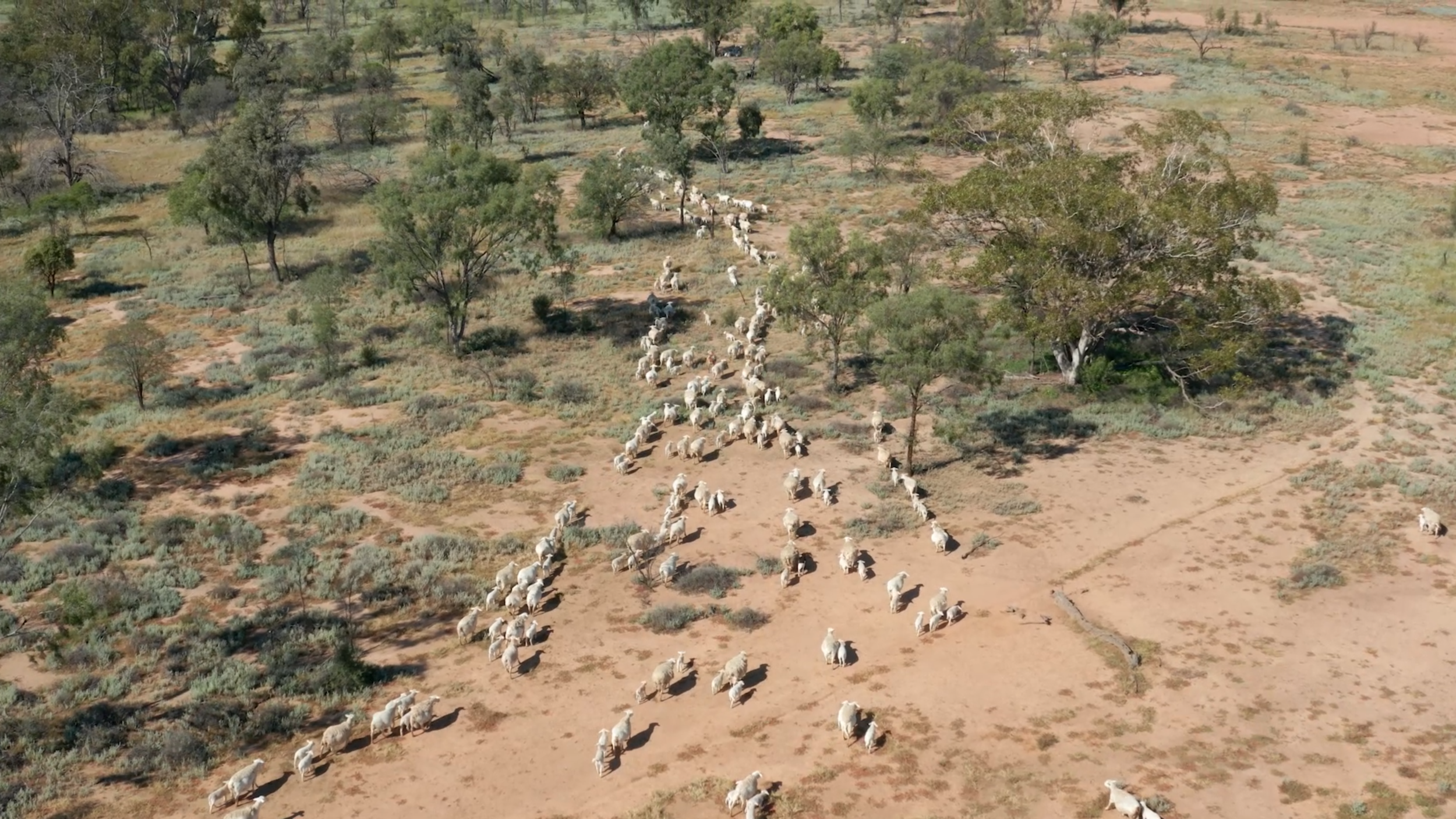 Queensland government betting big on sheep and goat industries