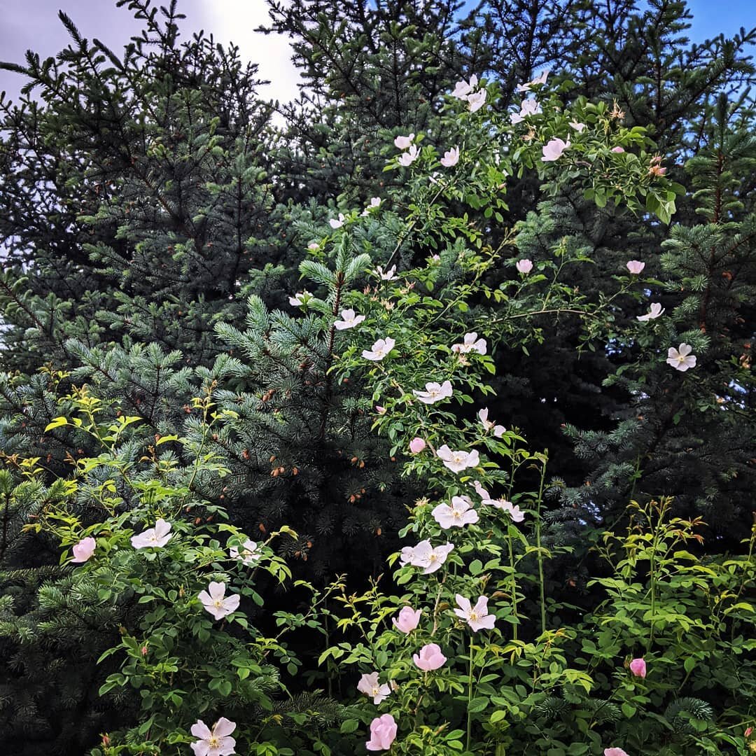 Coming home from a road trip, I noticed these wild roses climbing up a spruce tree. They are the first wild roses I've seen here in Idaho this year, and they just so happen to be growing on my family's land. In a strange way, this felt fitting for wh