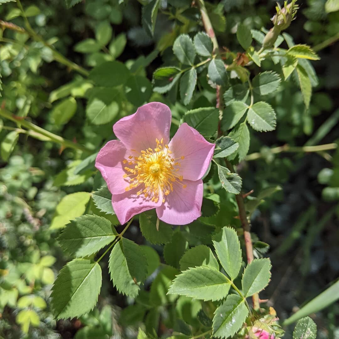Wild Rose medicine is STRONG today: the spirit of wild rose unexpectedly came up in my meditation this morning. Afterwards, I went outside and joined the bees, drinking up the scent of the flowers.

@livingtruenature first introduced me to wild roses