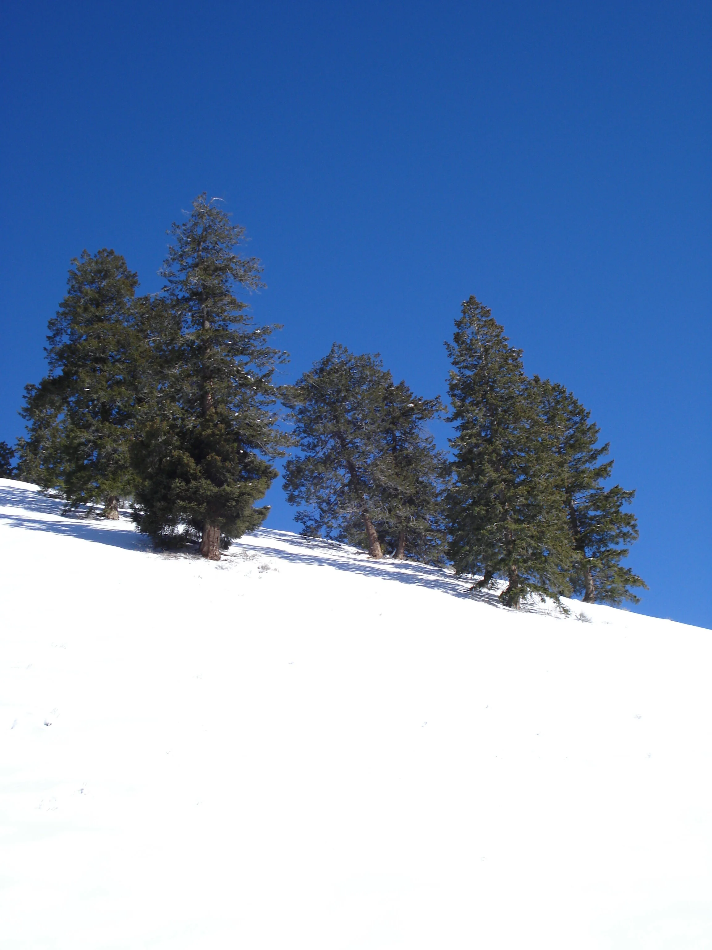 Sun Valley Blue Skies