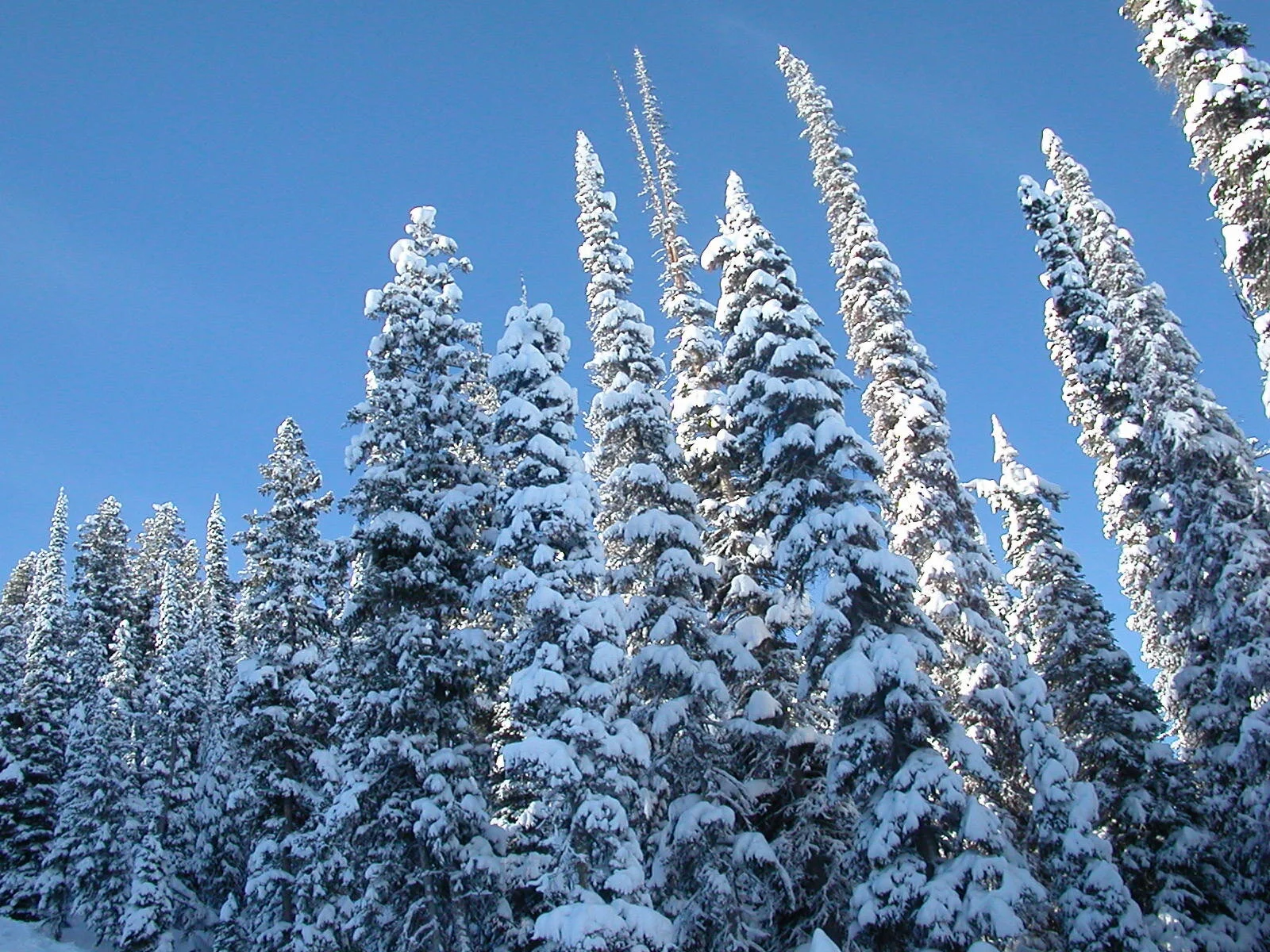 As tall as Skyscrapers