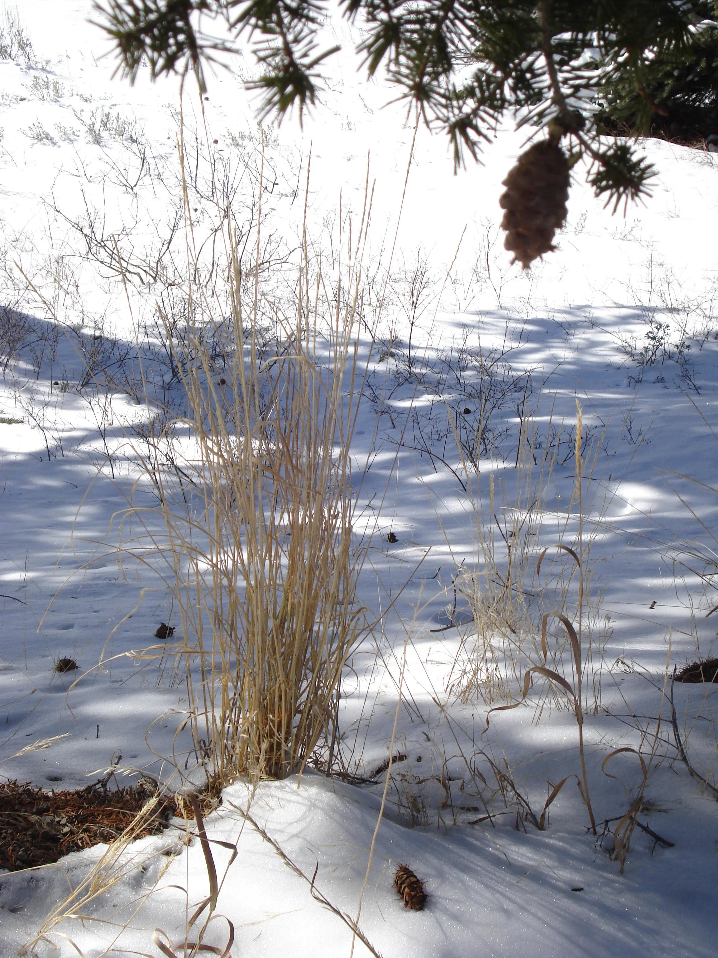 Waiting for Spring