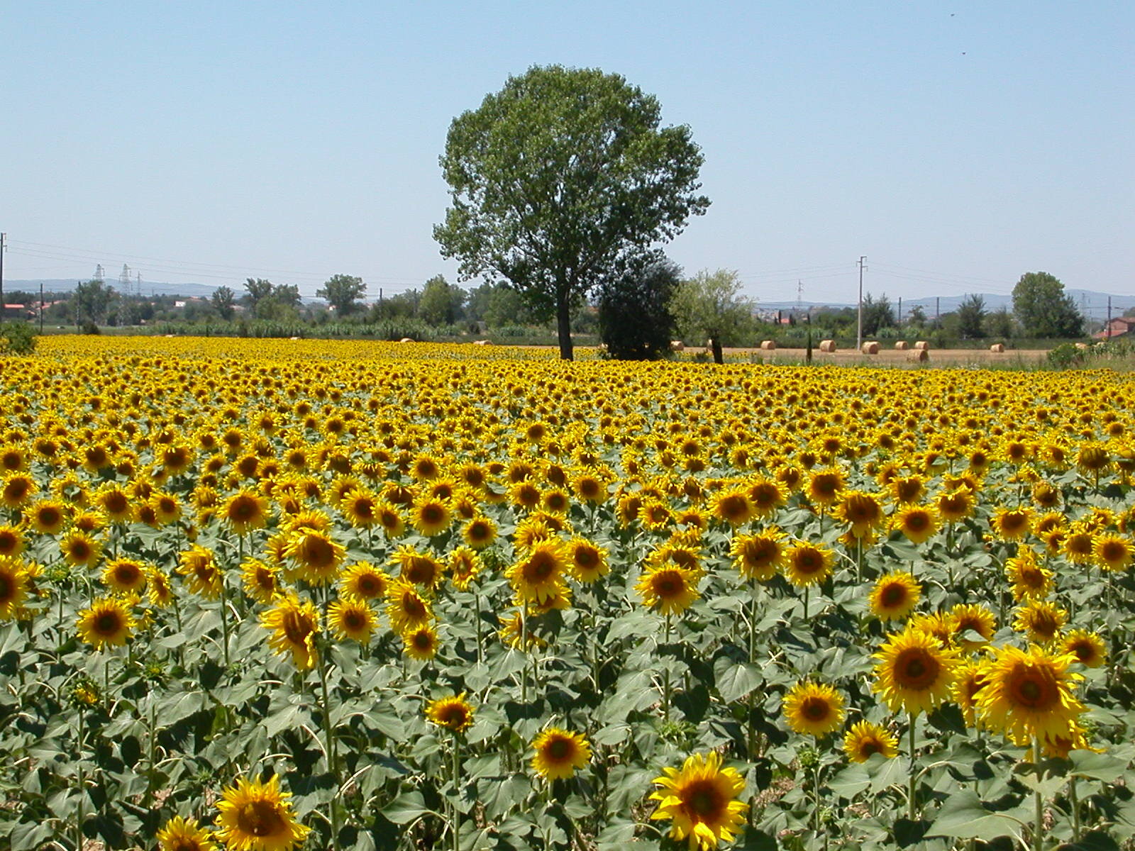 Tuscany Sunflowers Farm