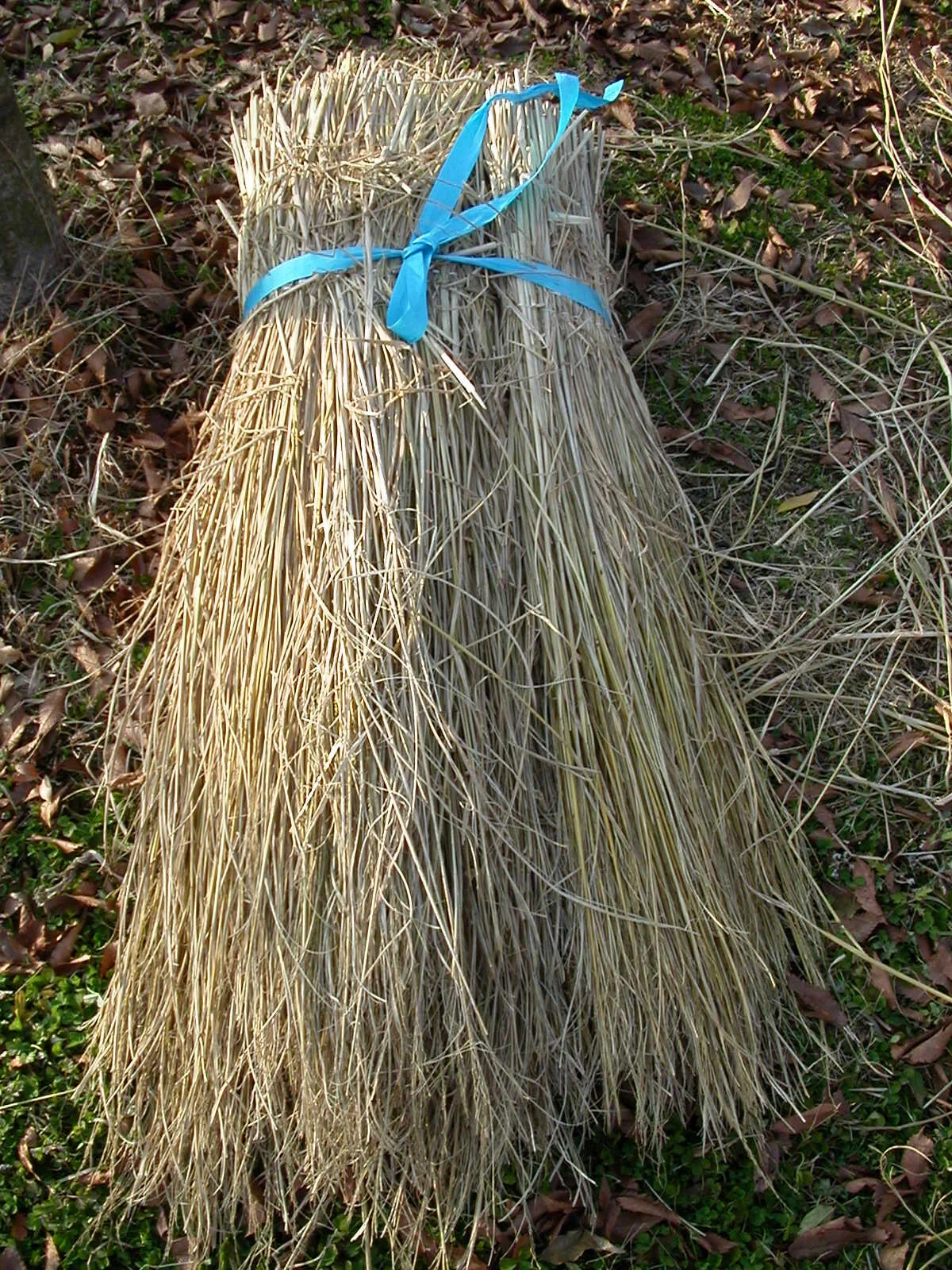 Seoul's Desert Fan Palm 