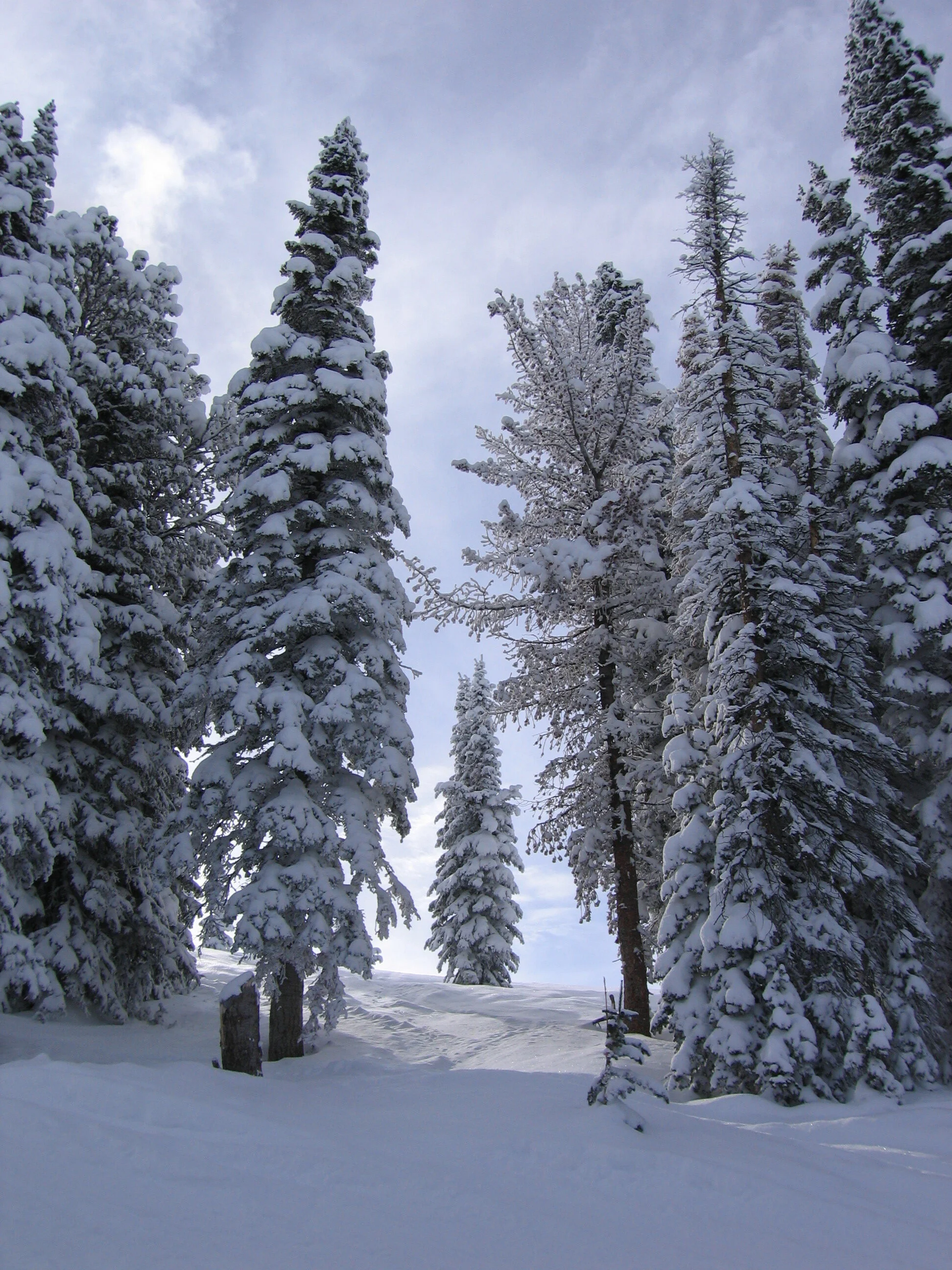 Smallest Tree in the Forest