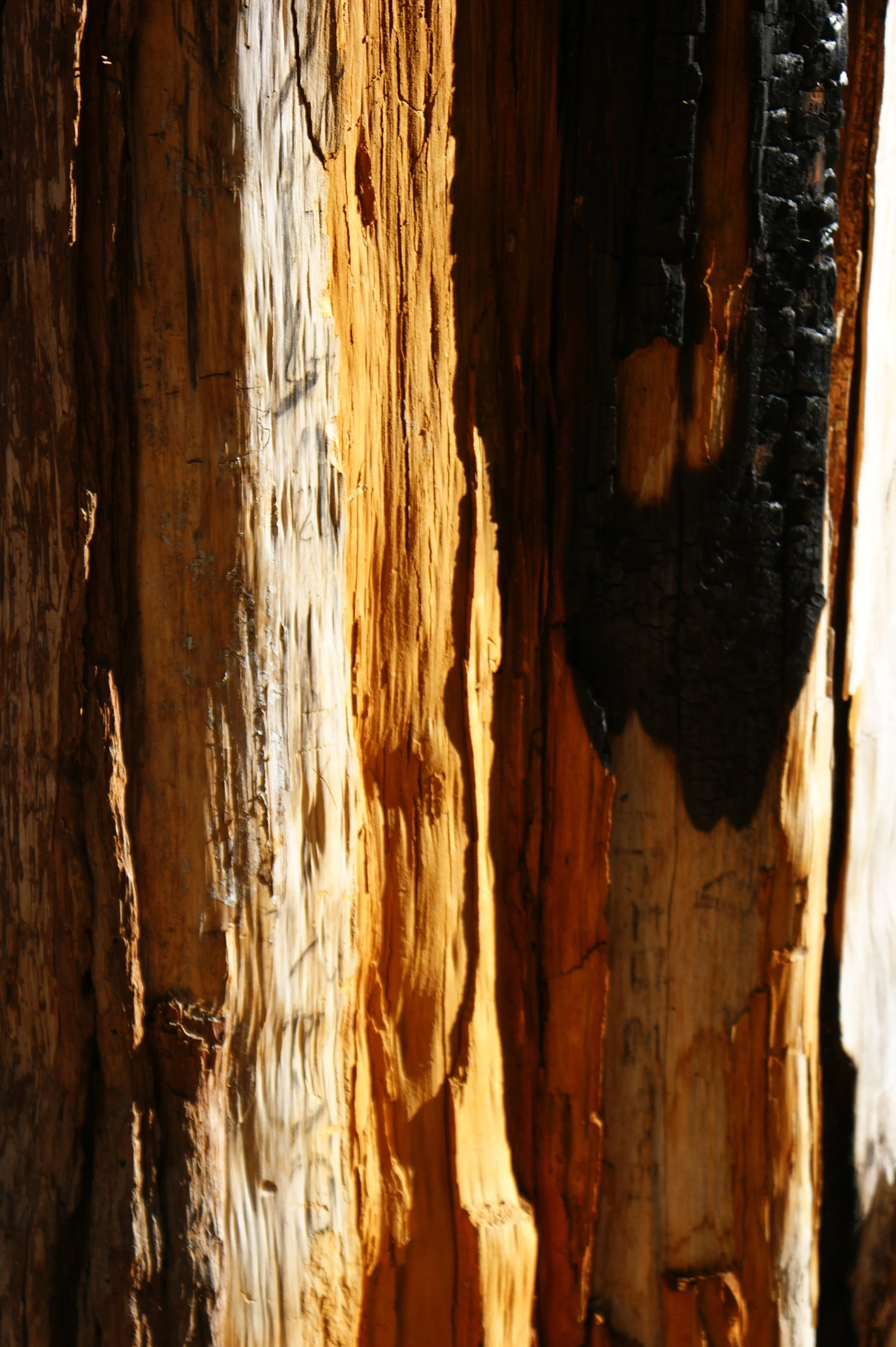 Giant Sequoia - Yosemite Park