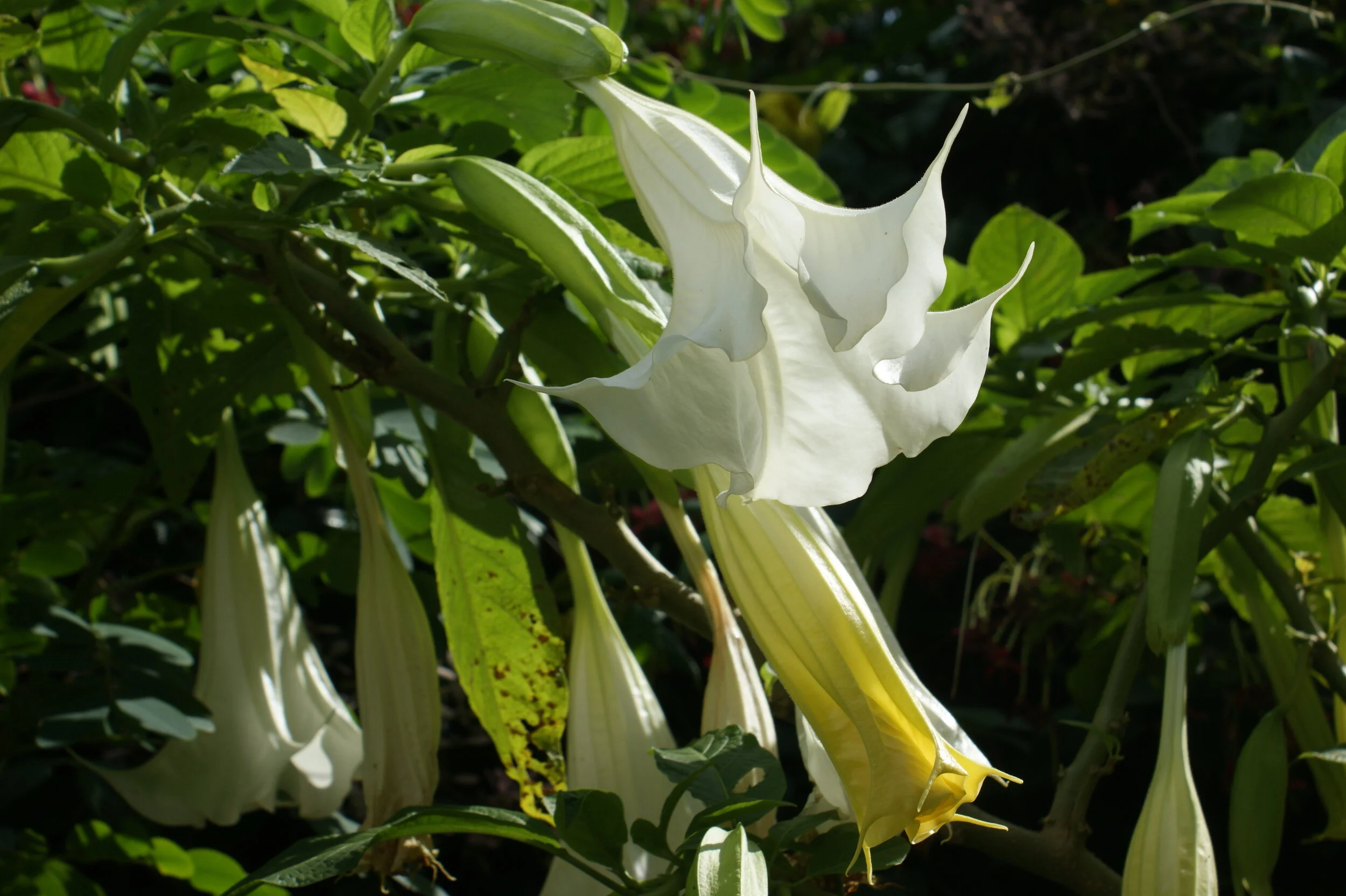 Wilting Angel's Trumpet