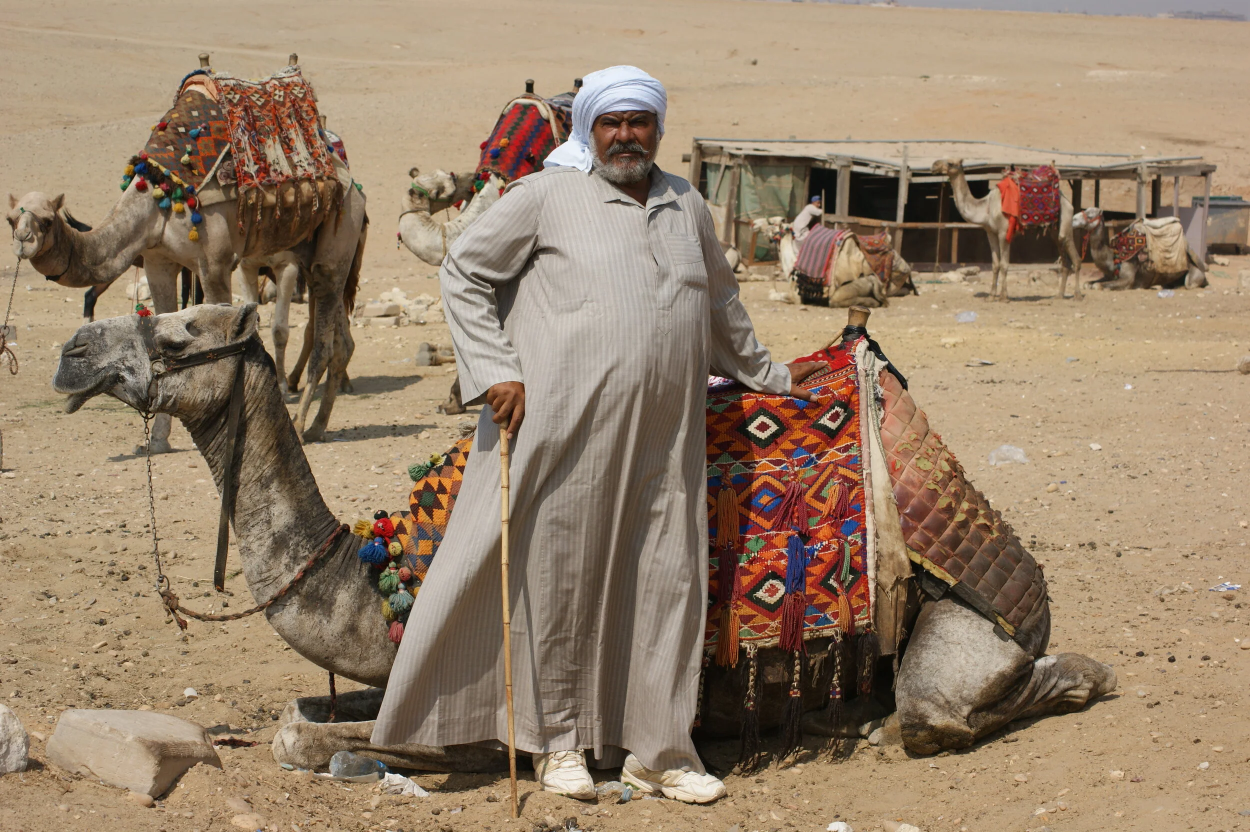 Ali's Camels