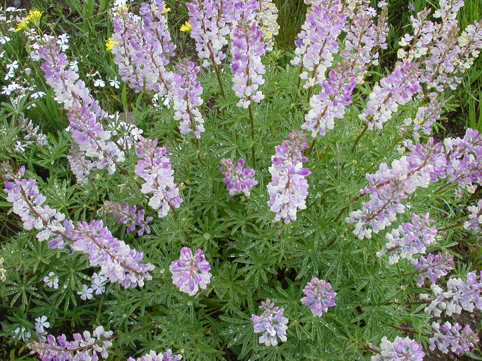 Silky Lupine blooms in SUN VALLY