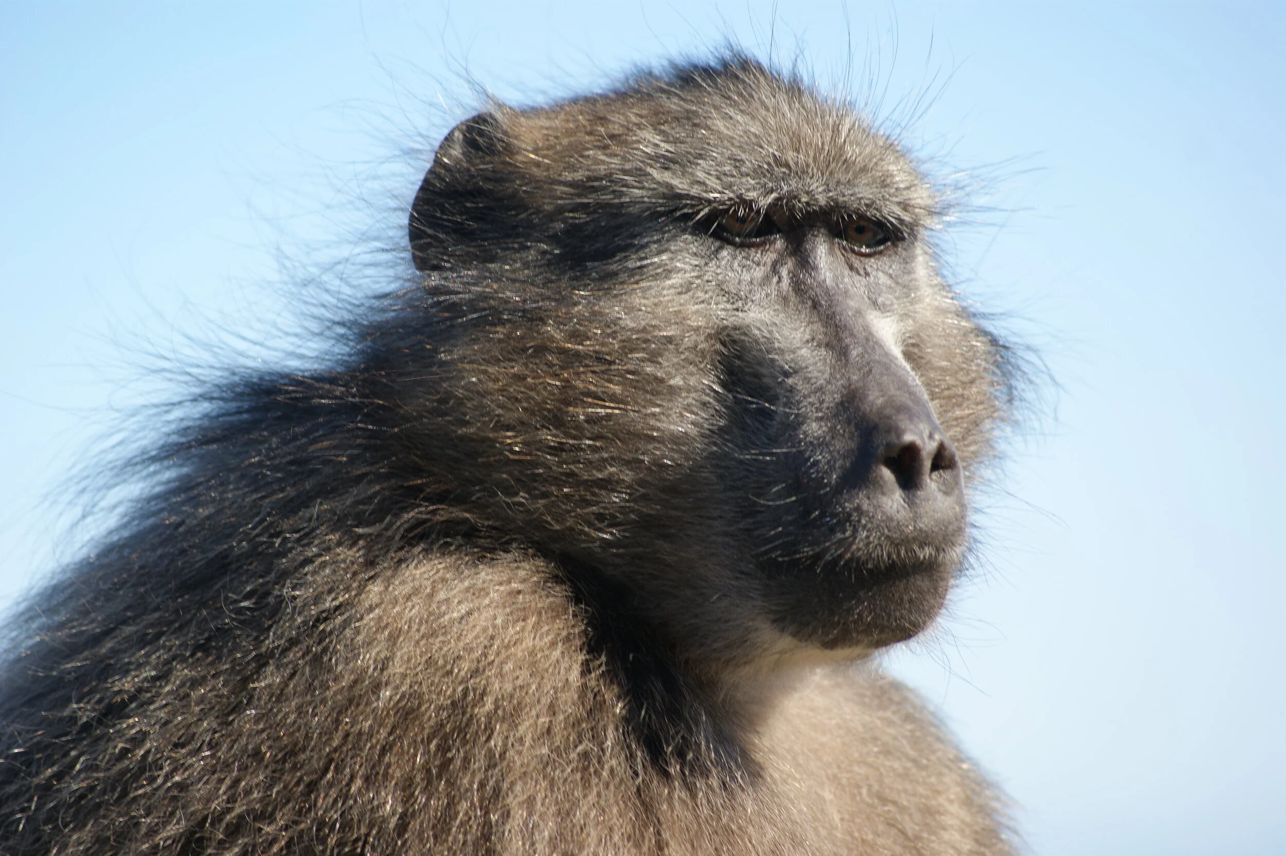 Male Baboon on Guard