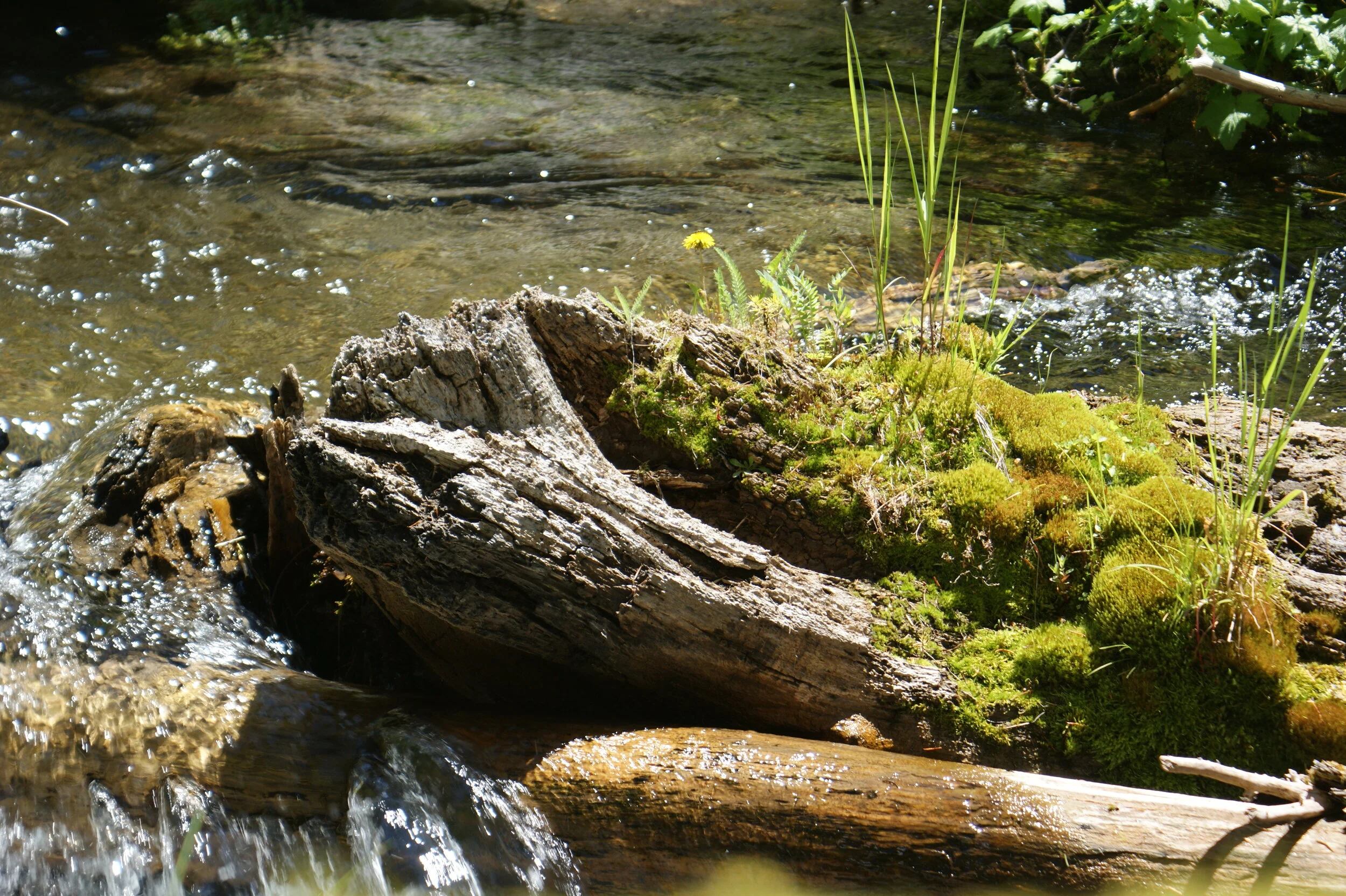 Tortula Moss on Running River