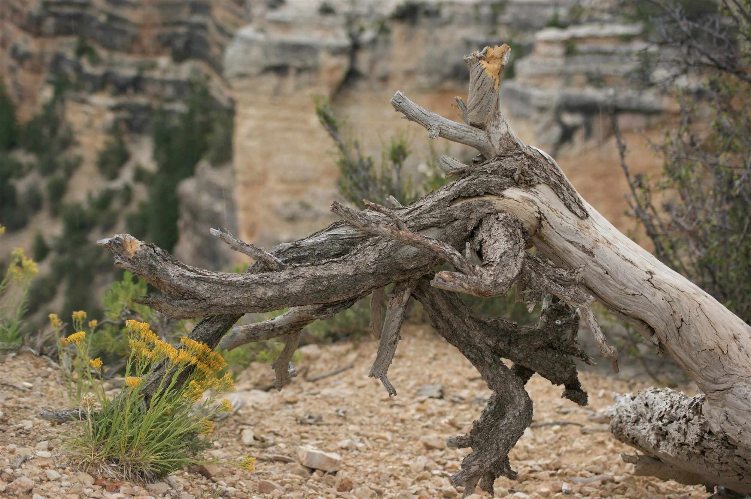 Threadleaf Snakeweed - Grand Canyon