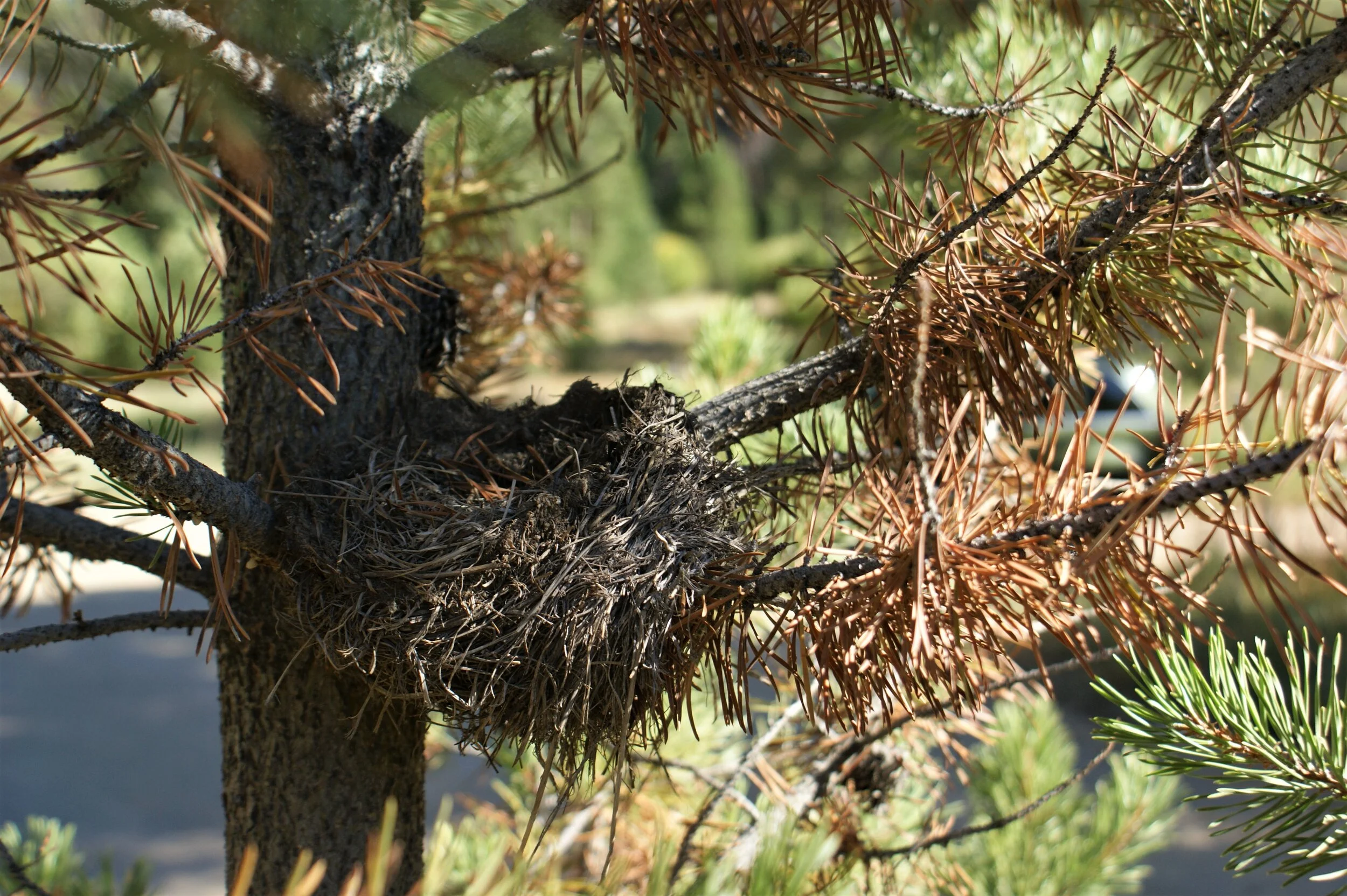Empty Nesters - Lodgepole Pine Tree