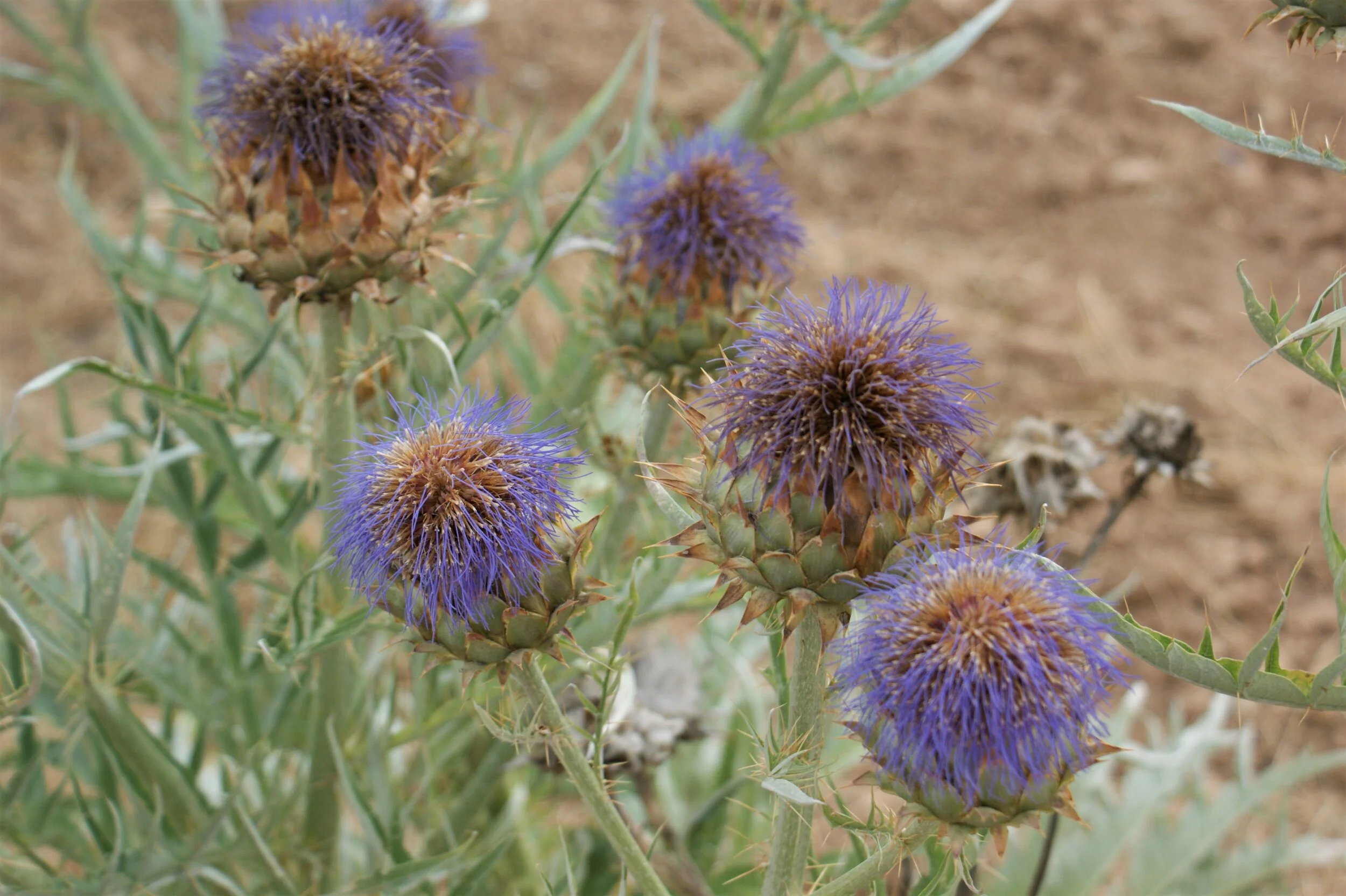 Artichoke Thistle - Prickly Bloom