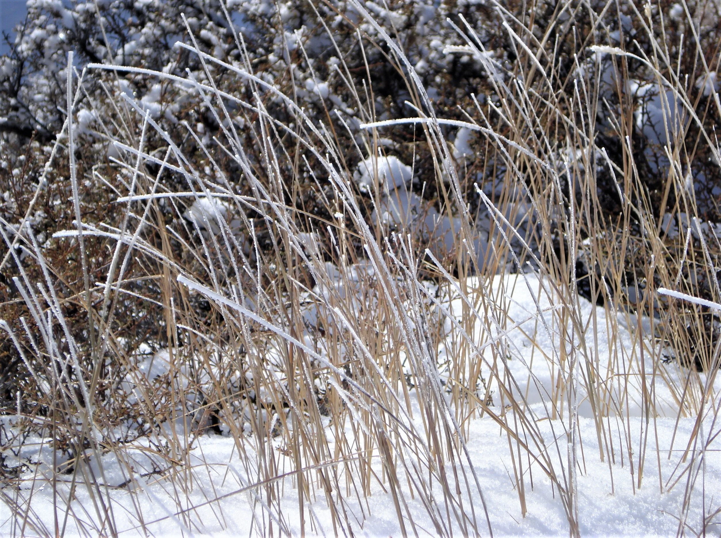 Canadian Bluejoint Frozen Over