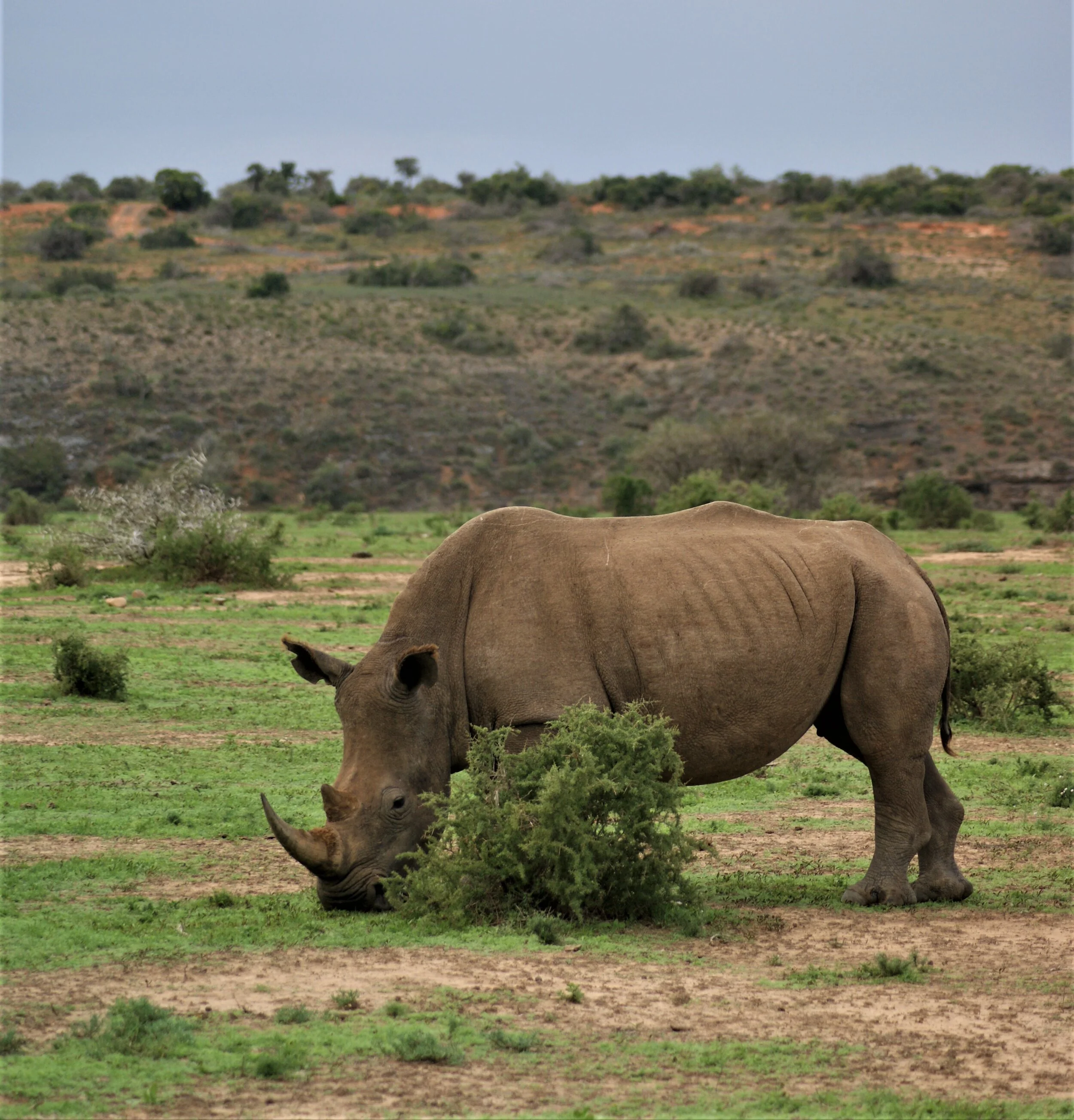 Rhino Grazing