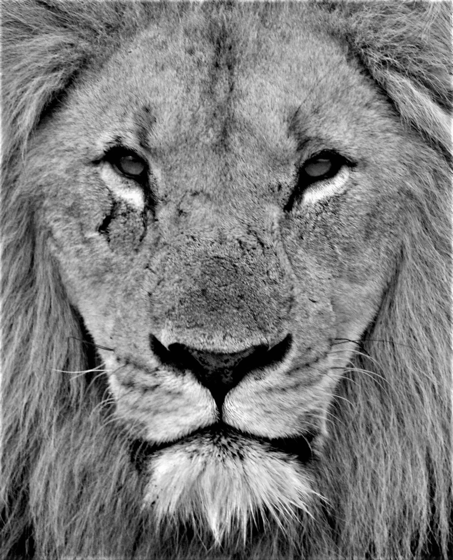 The King